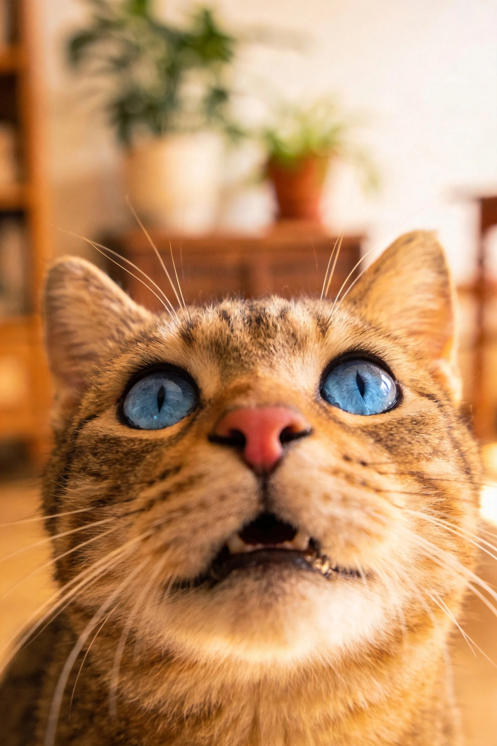 短毛虎斑猫有着明亮的蓝色眼眸,皮毛呈现清晰的虎斑纹理。
