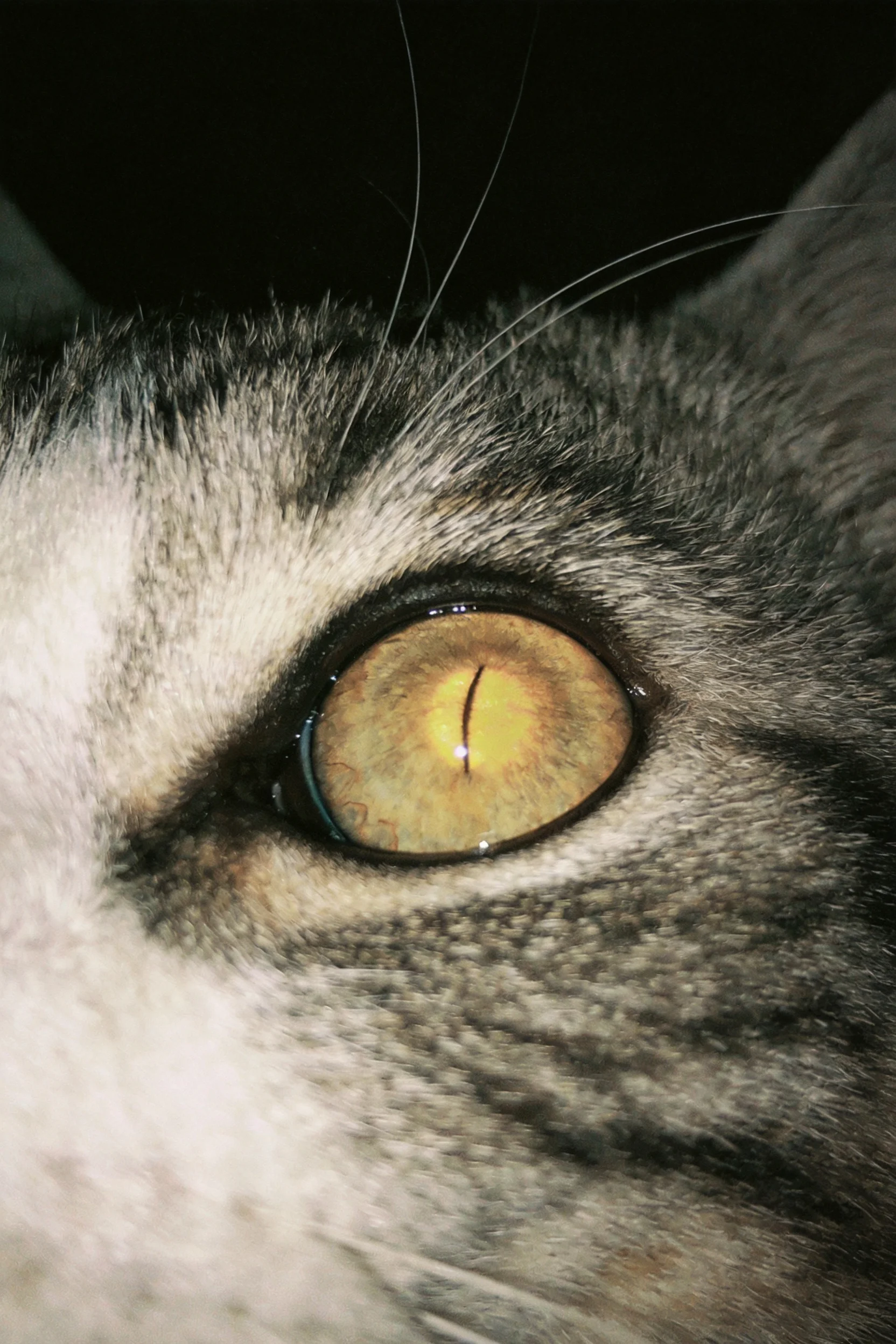 短毛虎斑猫的金黄虹膜与竖立瞳孔清晰呈现,眼部周围毛发短而整齐。