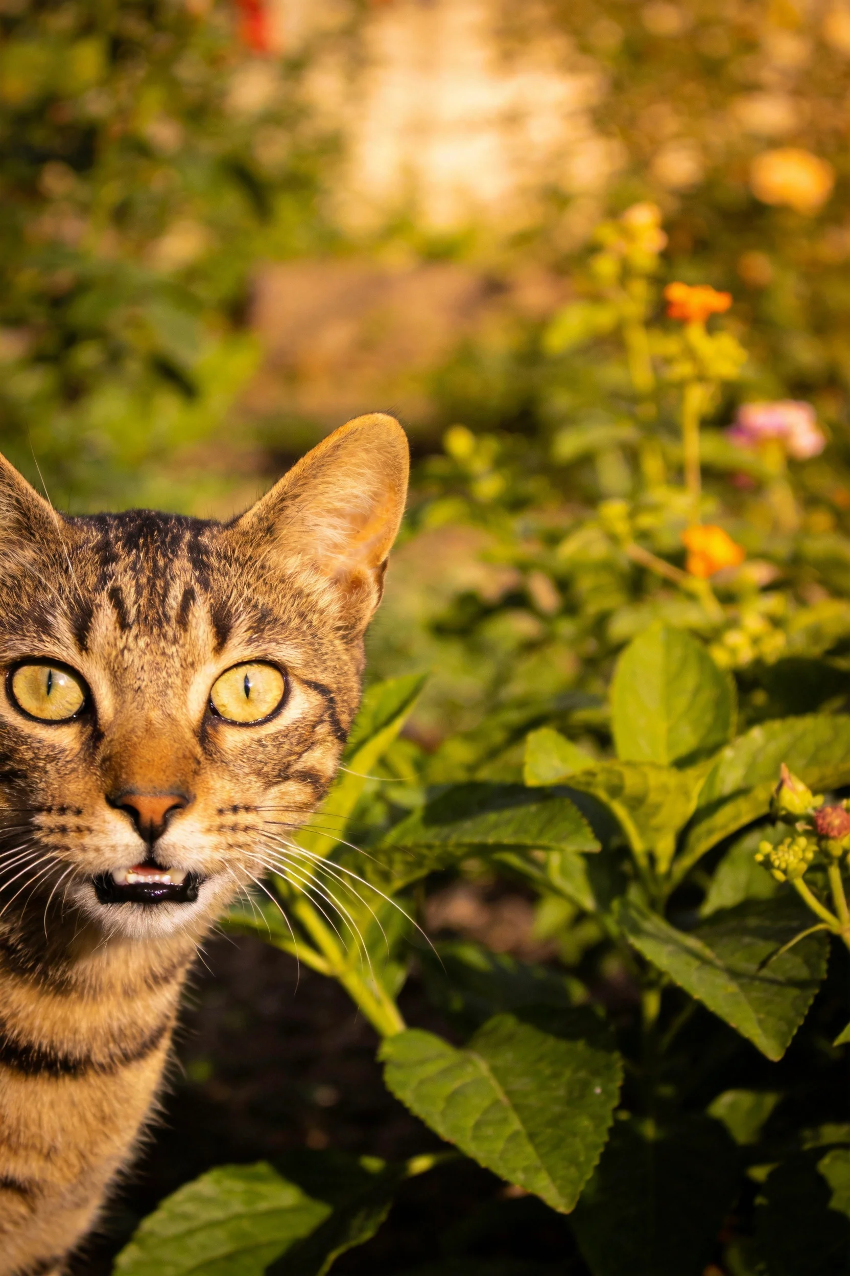短毛虎斑猫目光锐利注视镜头,金褐色虎斑皮毛纹理清晰可辨。