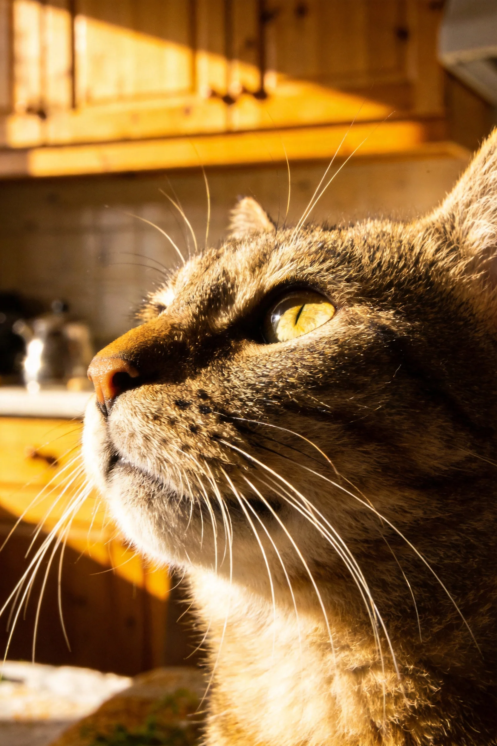 短毛虎斑猫抬头凝视时修长的白色胡须在阳光下清晰可见。