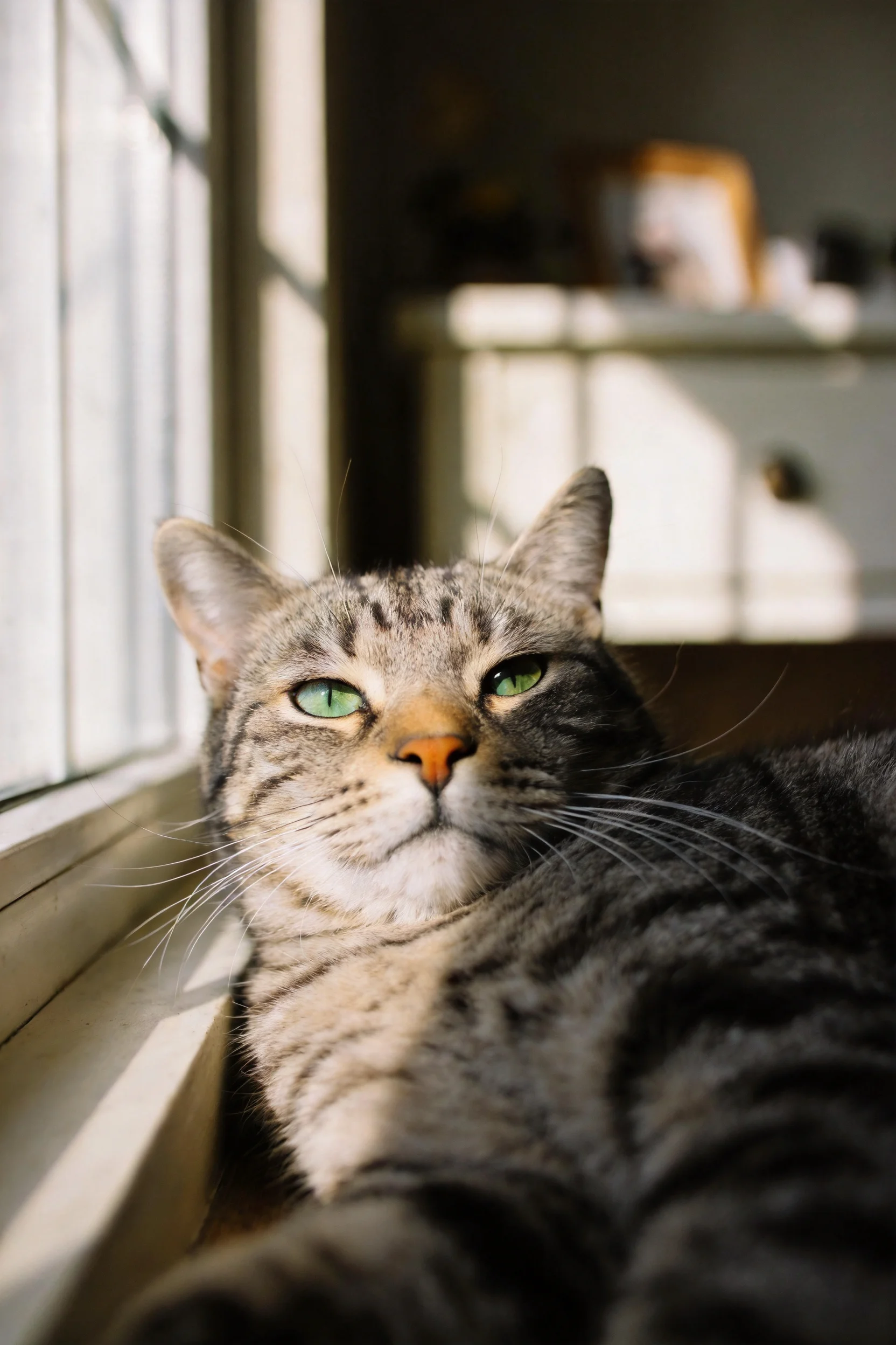 一只短毛虎斑猫，拥有明亮的绿色眼睛和清晰的虎斑纹路，安静地趴在窗边，胡须洁白修长。