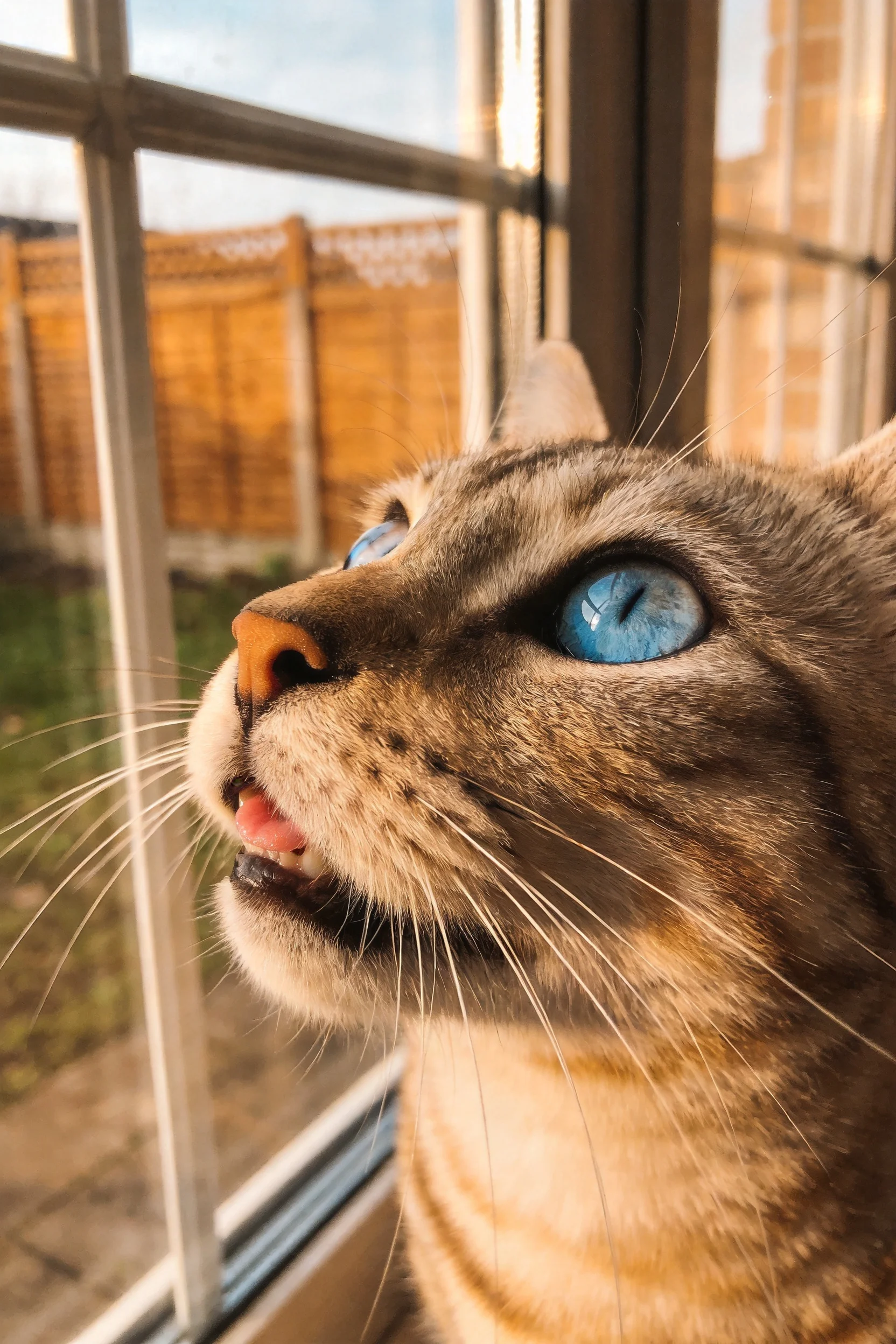 蓝眼睛虎斑猫目光向上凝视，蓝色眼眸清澈，皮毛有明显的条纹纹理。