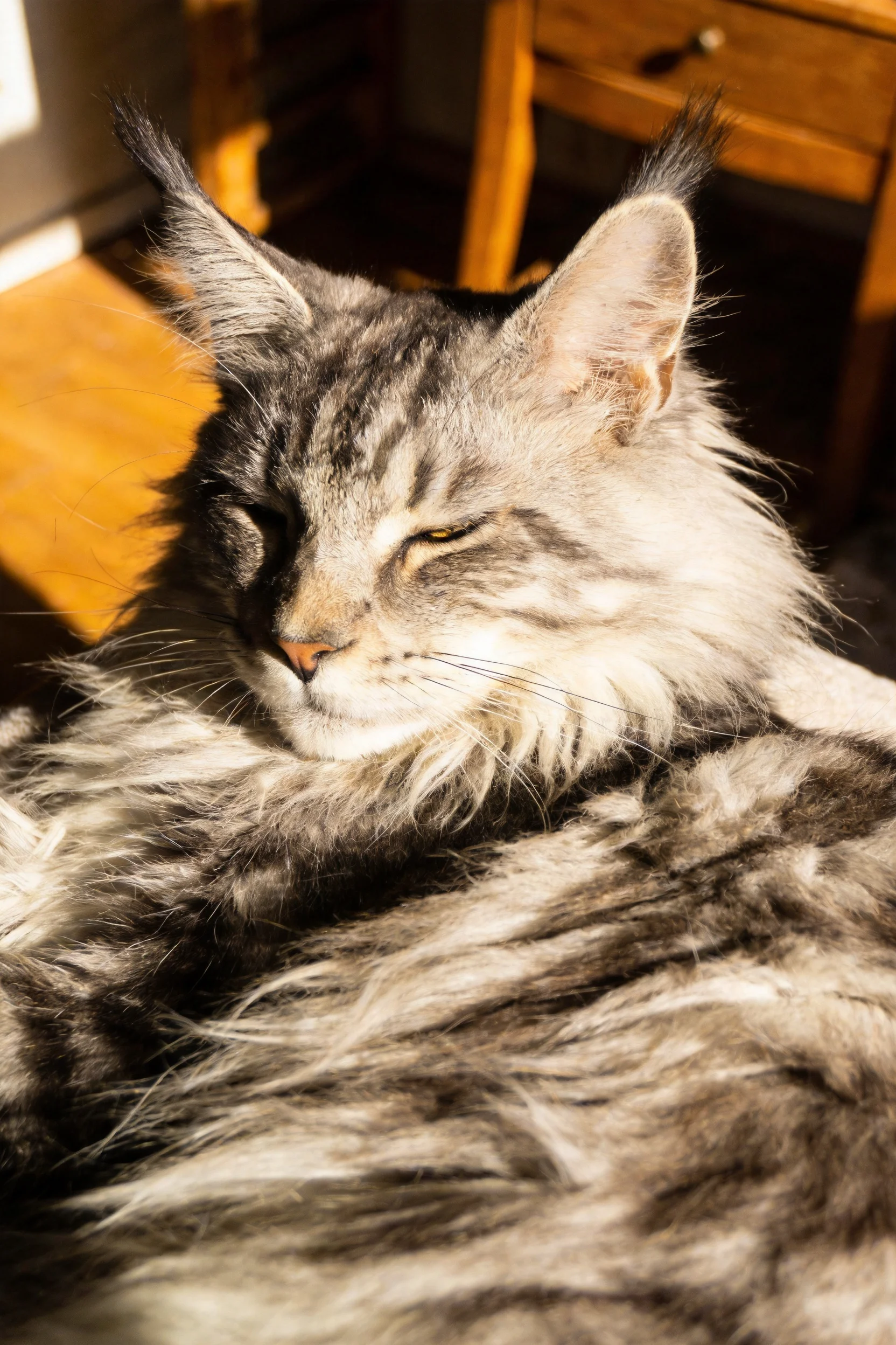 一只灰白相间的缅因猫在室内阳光下闭眼休憩,毛发蓬松柔软。