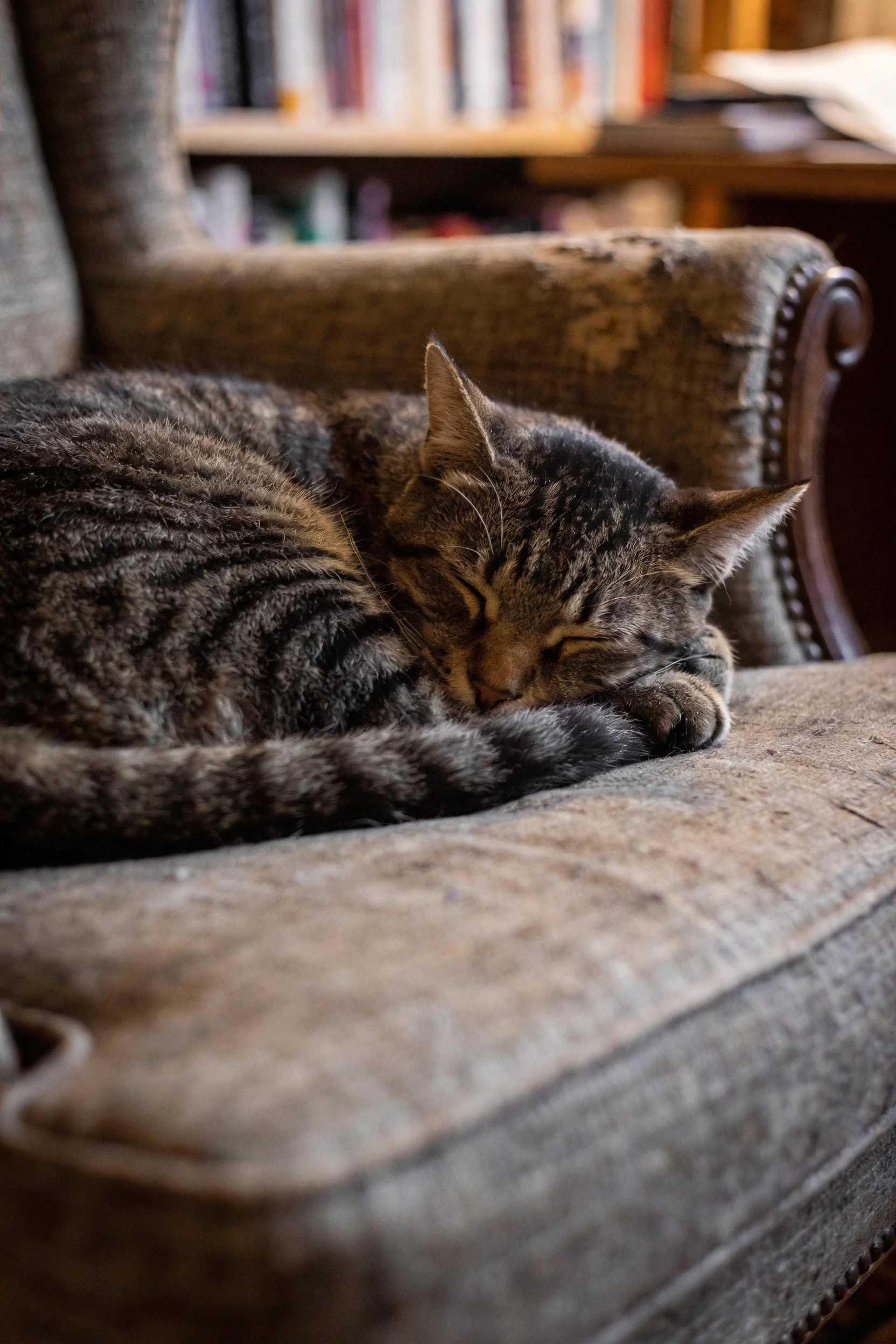 短毛虎斑猫蜷卧在扶手椅上，身上清晰的虎斑纹路与放松姿态清晰可见。
