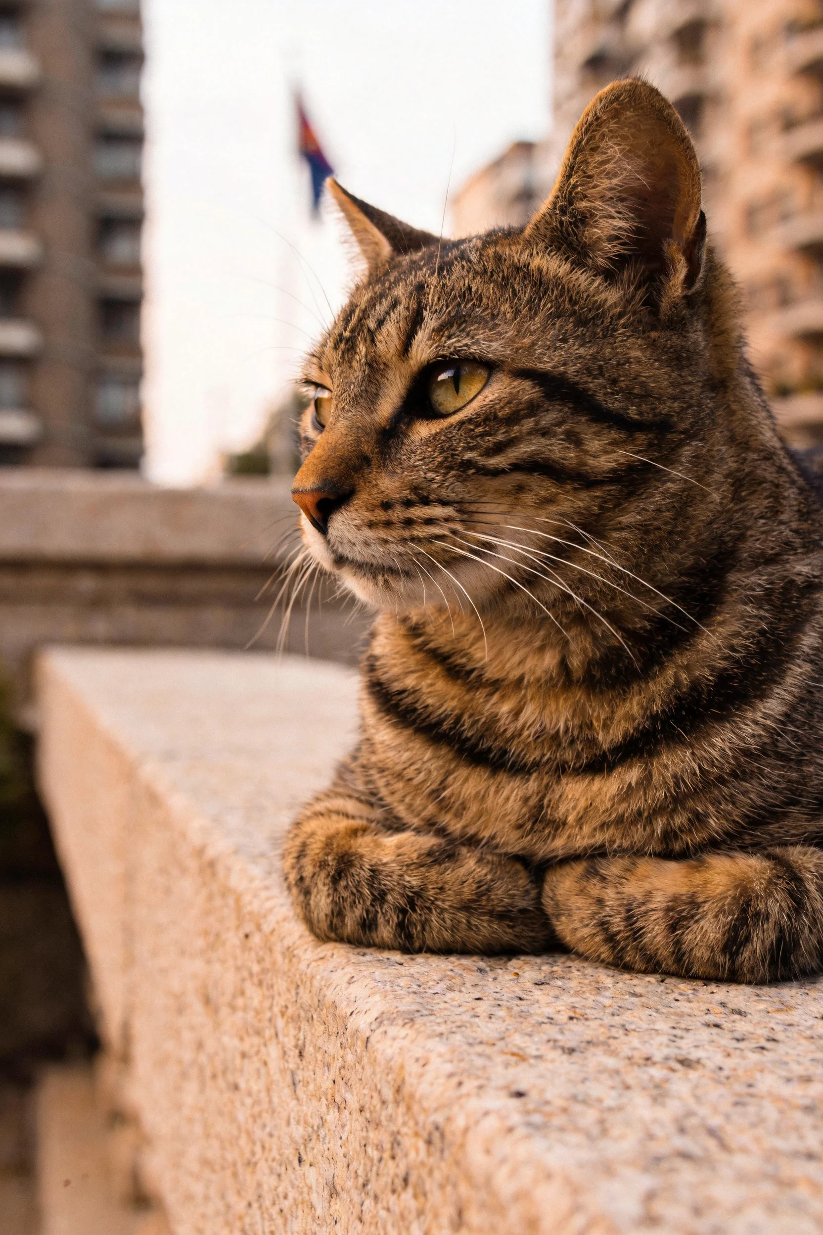 短毛虎斑猫趴在石质平台上,身上清晰的虎纹图案与柔和的环境光线相得益彰。