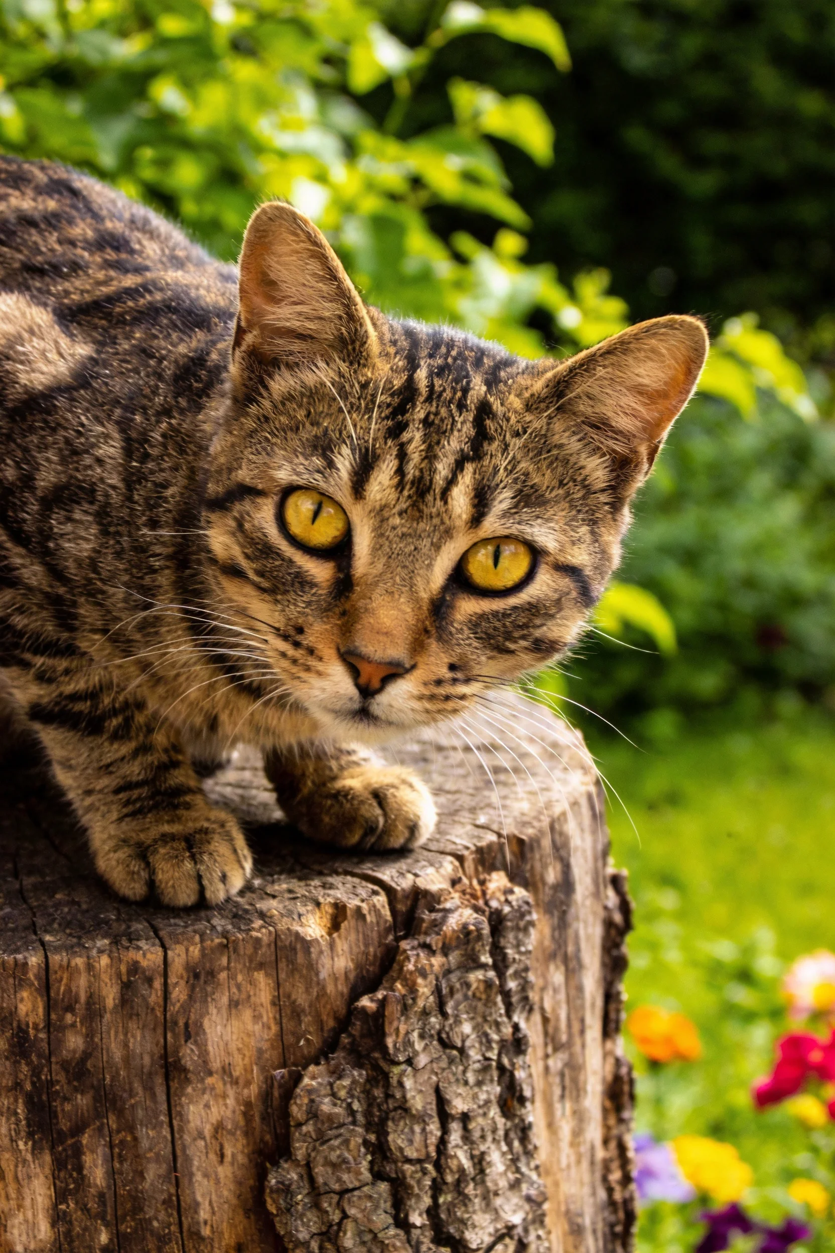 短毛虎斑猫趴在花园树桩上,黄色眼睛明亮,虎斑纹皮毛清晰可见。