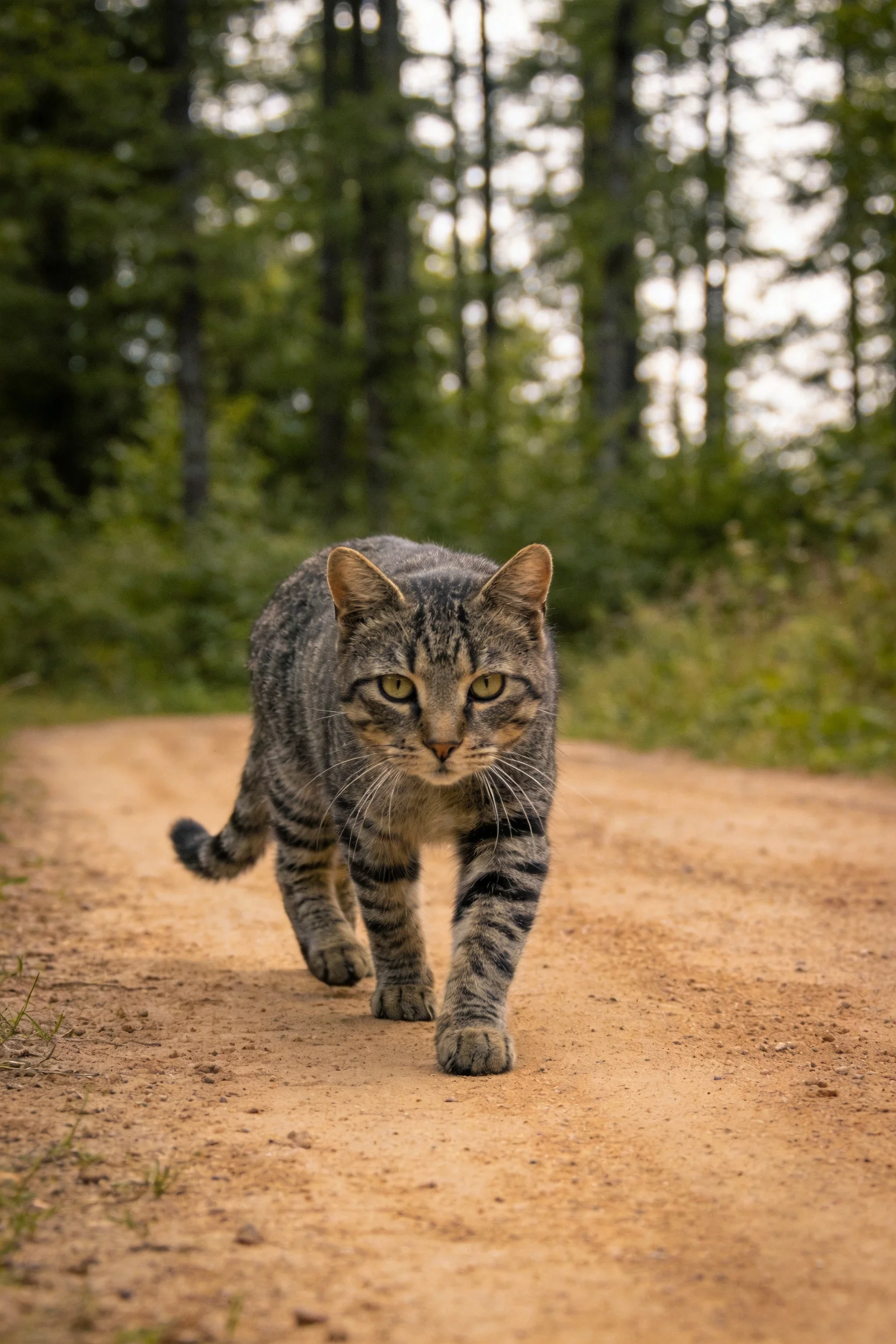 短毛斑纹猫正走在森林小径上,身体覆盖着灰黑相间的斑纹,爪垫接触沙面。