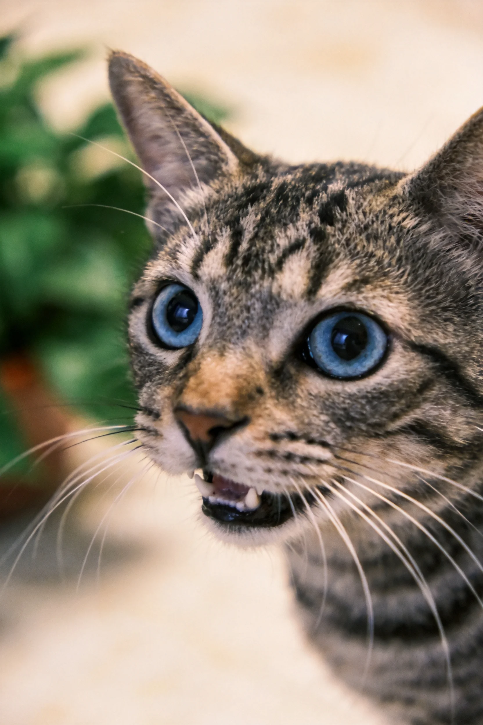 蓝眼睛虎斑纹短毛猫,面部有清晰条纹,胡须细长柔软。