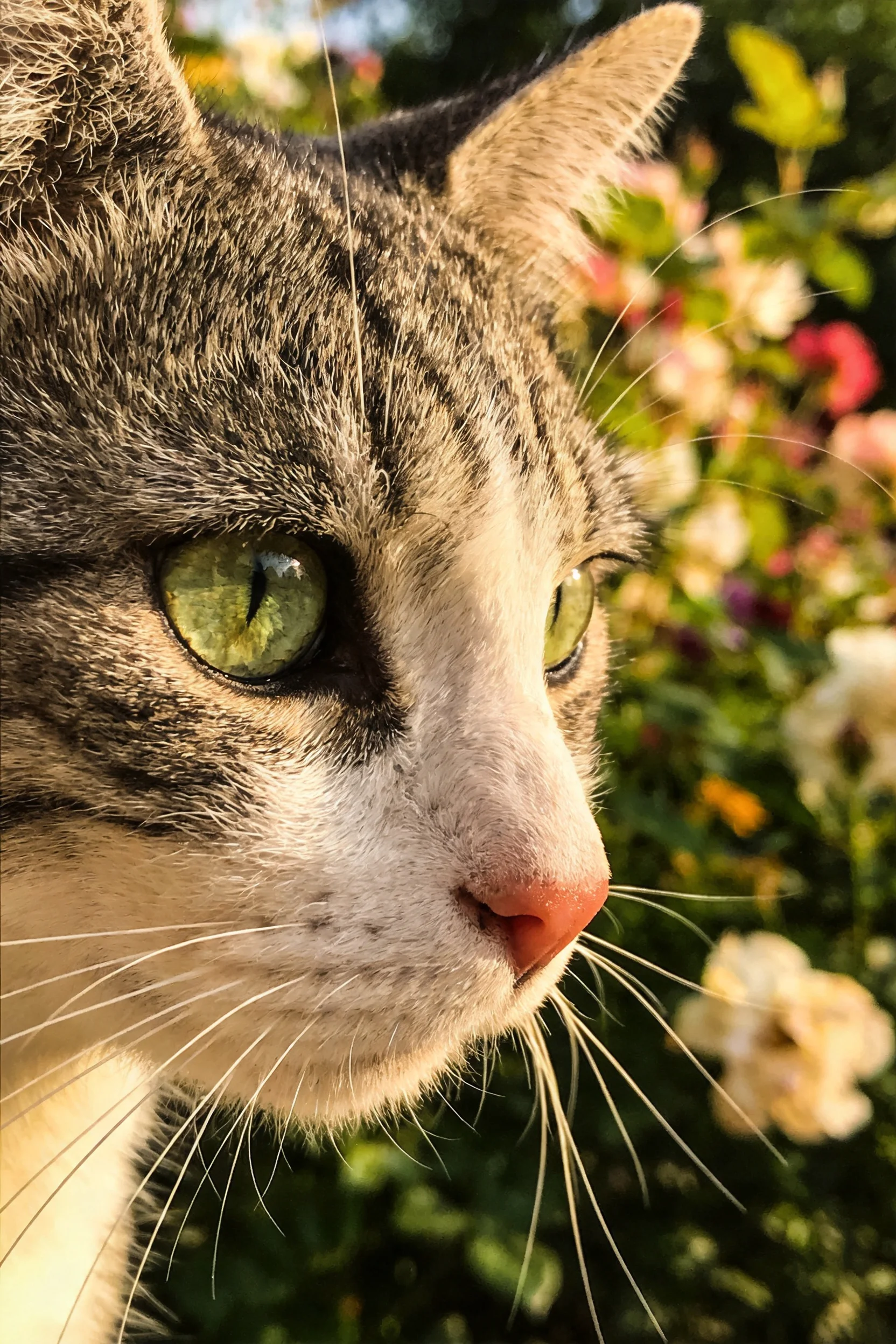 短毛虎斑家猫有着清澈的绿色眼眸,修长的胡须清晰可见。