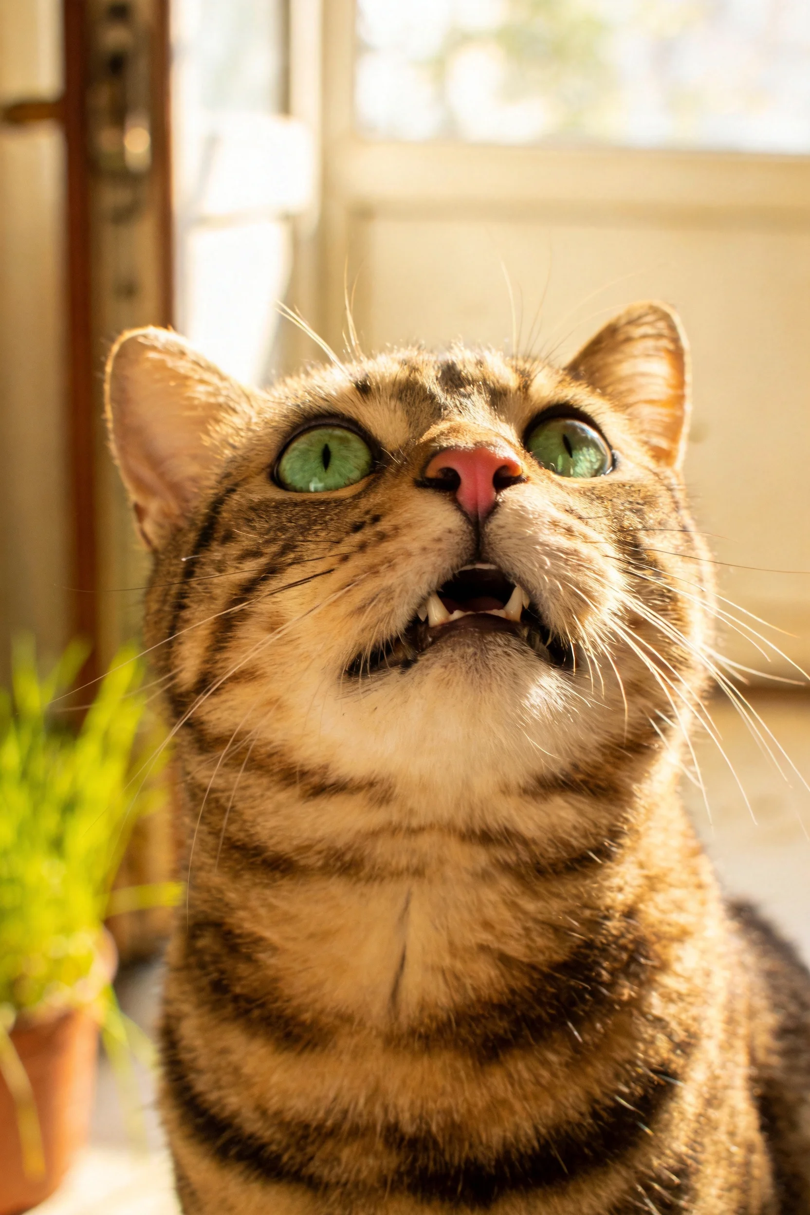 短毛虎斑猫仰视姿态，绿色眼眸明亮清澈，嘴巴微张露出牙齿。