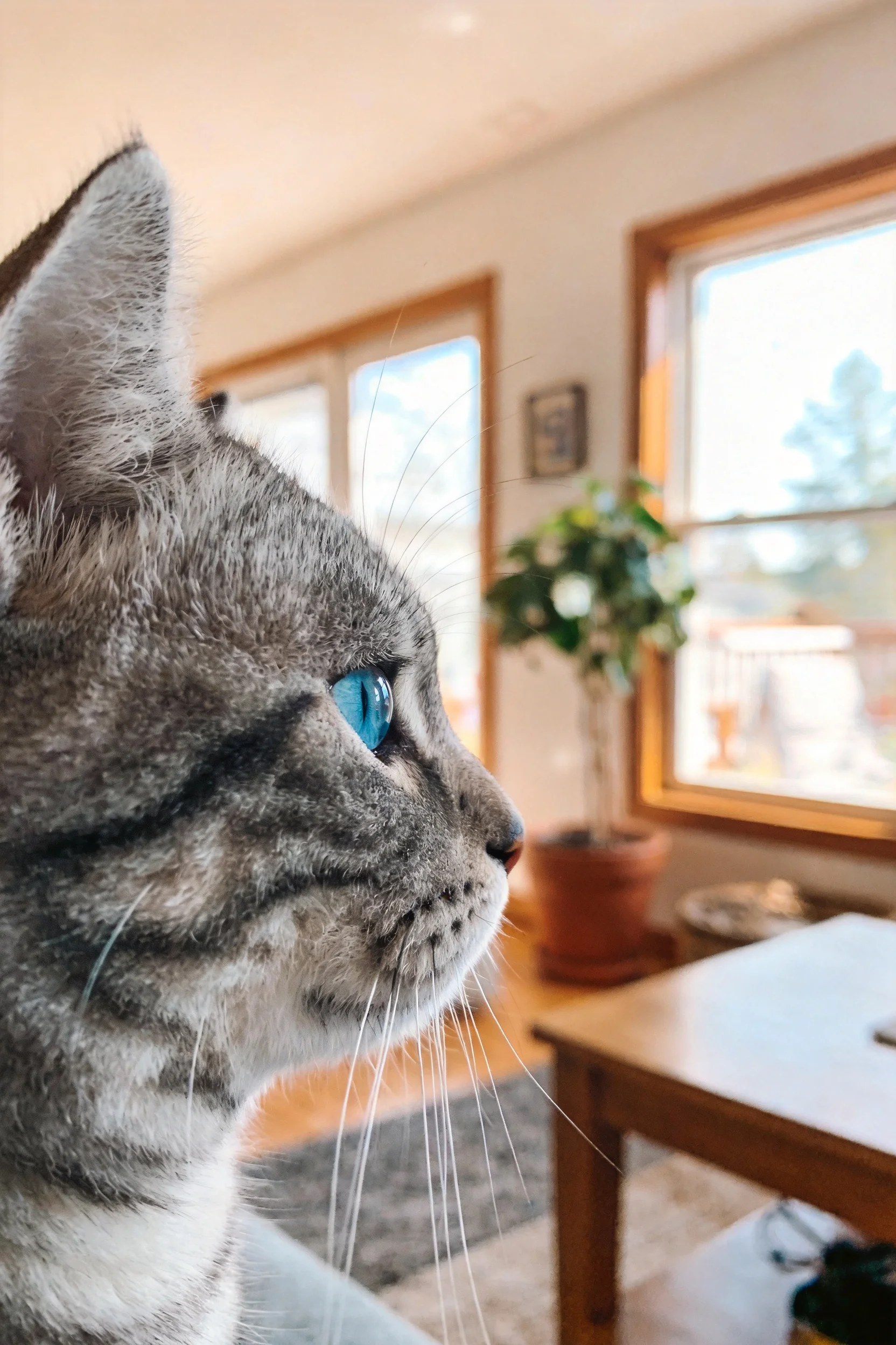 灰虎斑短毛猫蓝眼睛明亮,毛发带有清晰虎斑纹理,正专注地看向窗外。