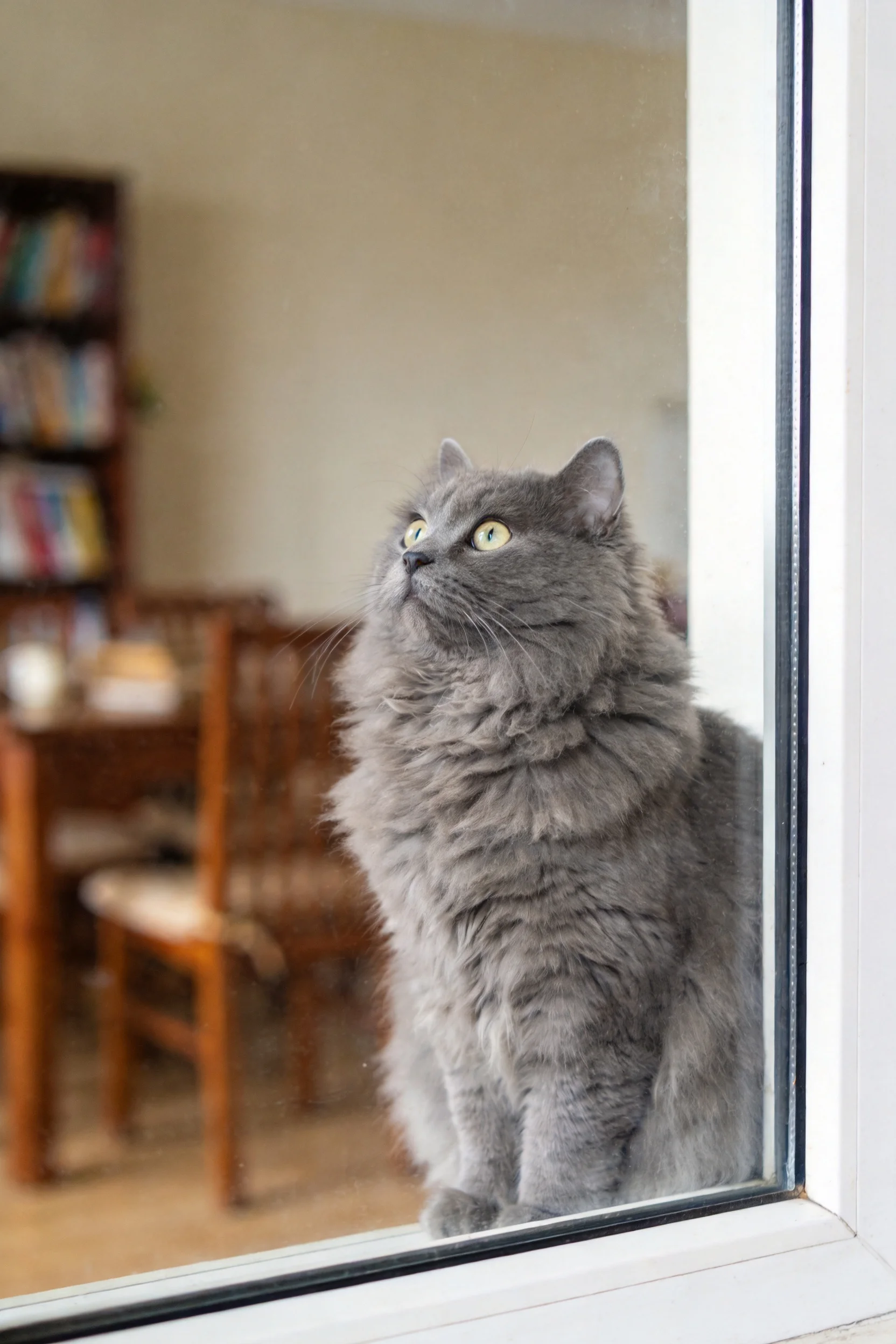 窗中是一只英国长毛猫,它有着浓密的灰色长毛,毛发柔软蓬松,正安静地坐在窗边凝视上方。