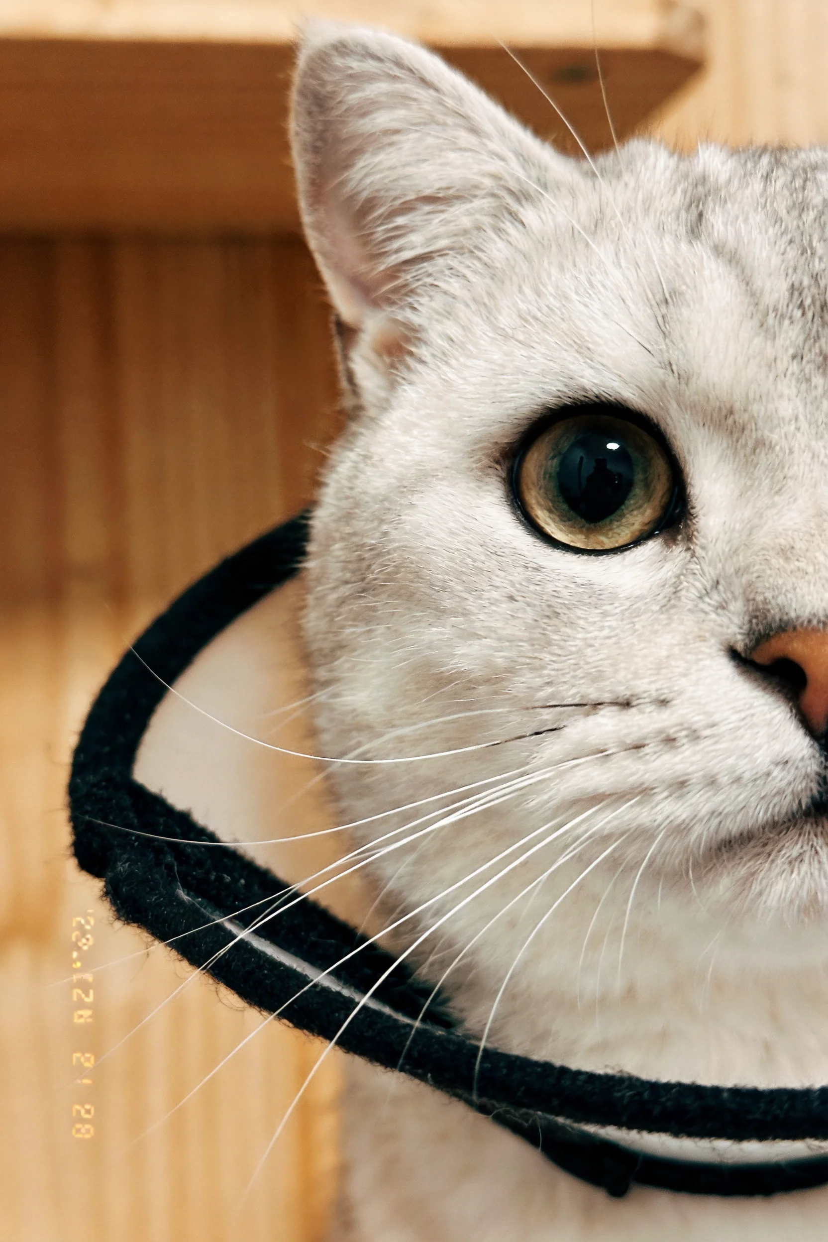 英国短毛猫戴着黑色颈圈,眼睛明亮清澈,胡须细长柔软。