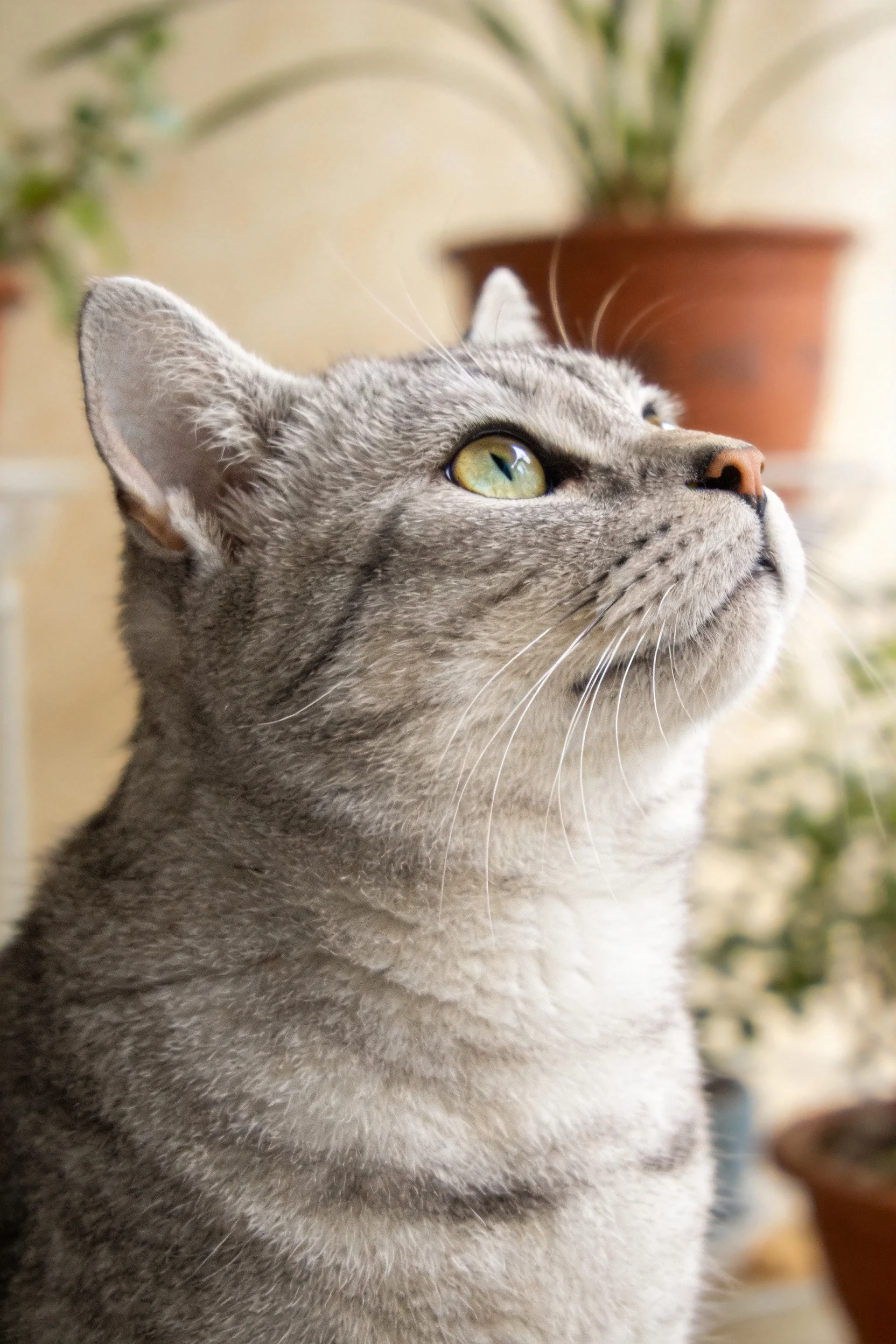 灰虎斑短毛猫仰视时,浅灰色带深色条纹的皮毛清晰可见,眼睛明亮清澈。