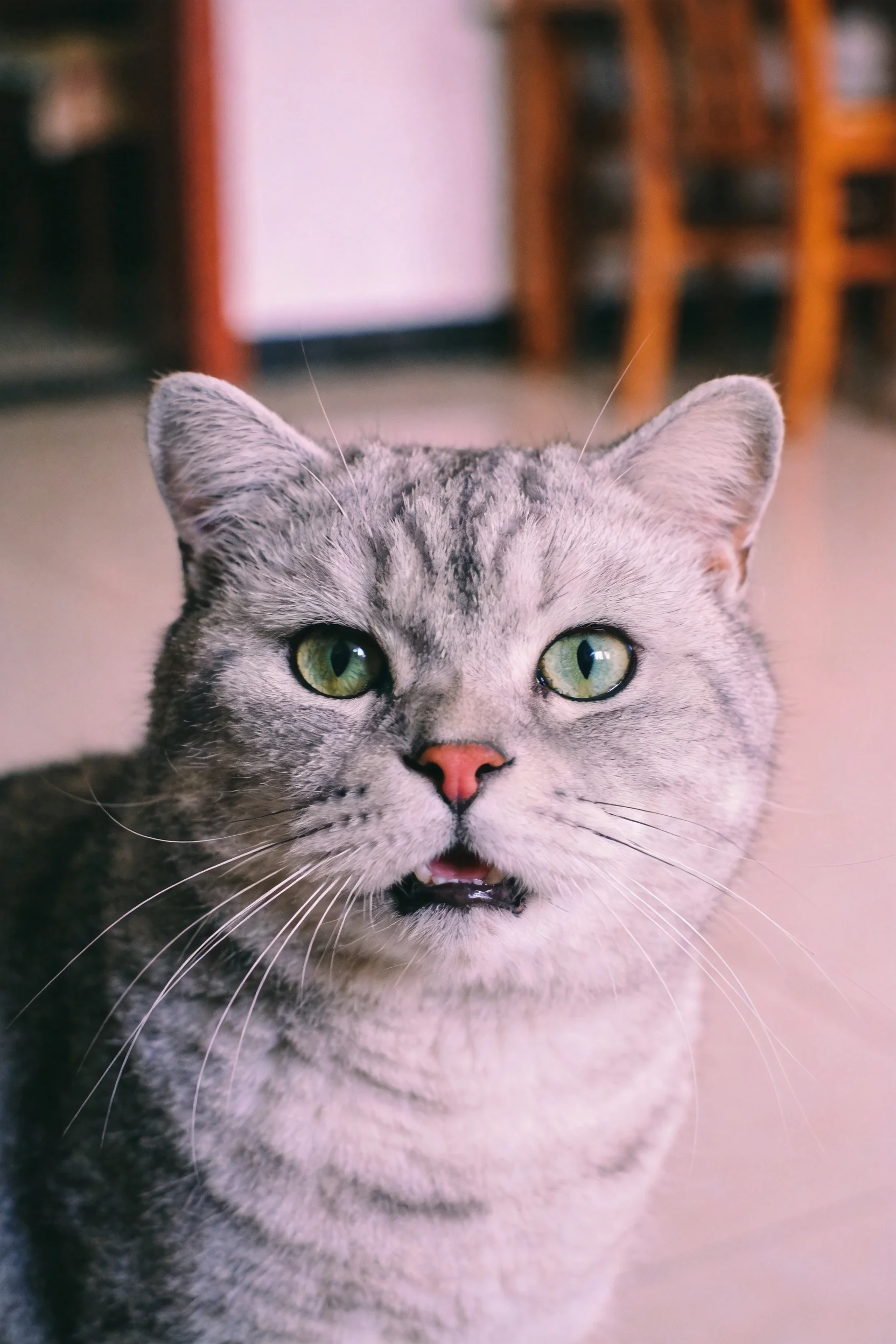 英短蓝银渐层猫有着明亮的绿色眼眸和柔软的银灰色短毛。
