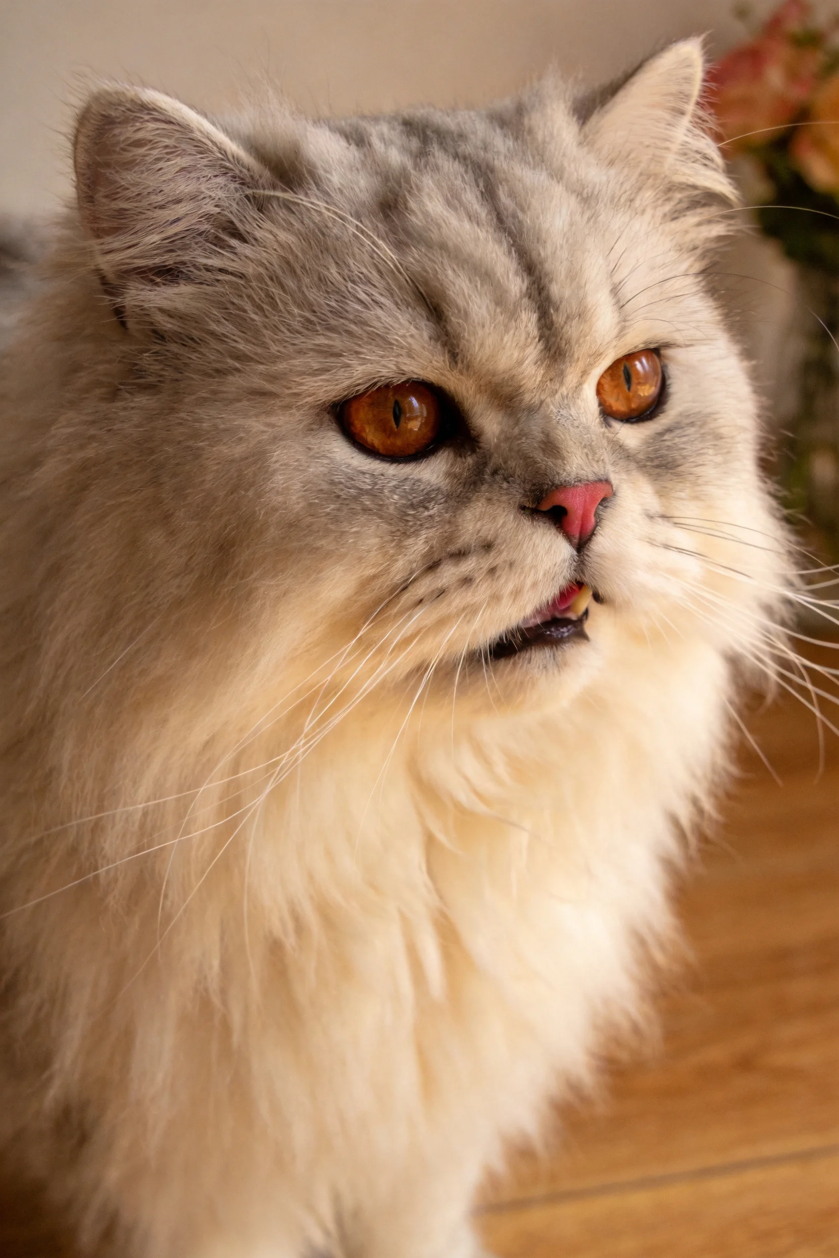 银灰双色波斯猫,橙红色眼睛明亮,粉色鼻尖,蓬松银灰色毛发。