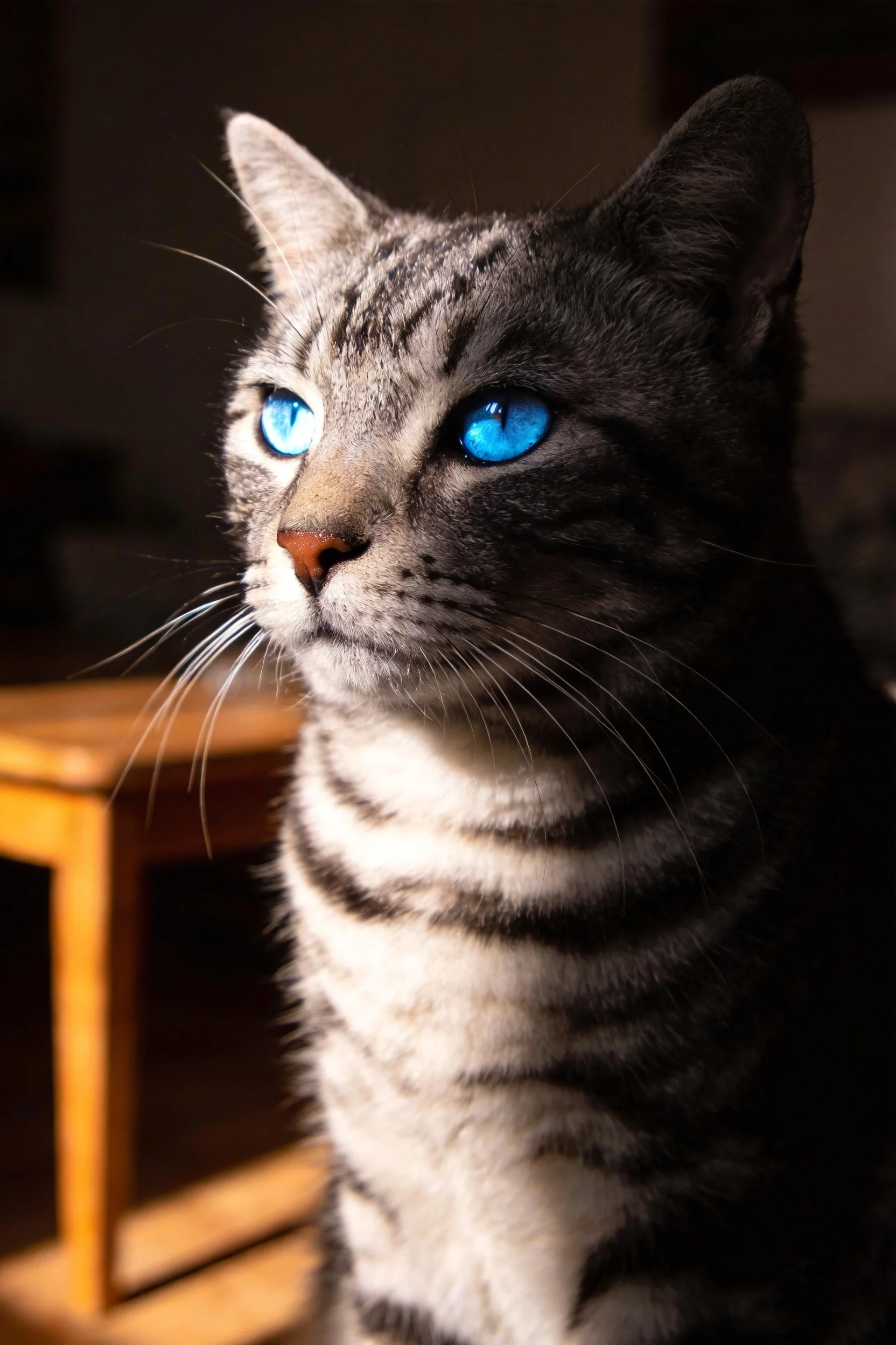 这只黑白条纹短毛猫有着明亮的蓝色眼睛，毛发呈现出清晰的条纹纹理，处于室内环境中。