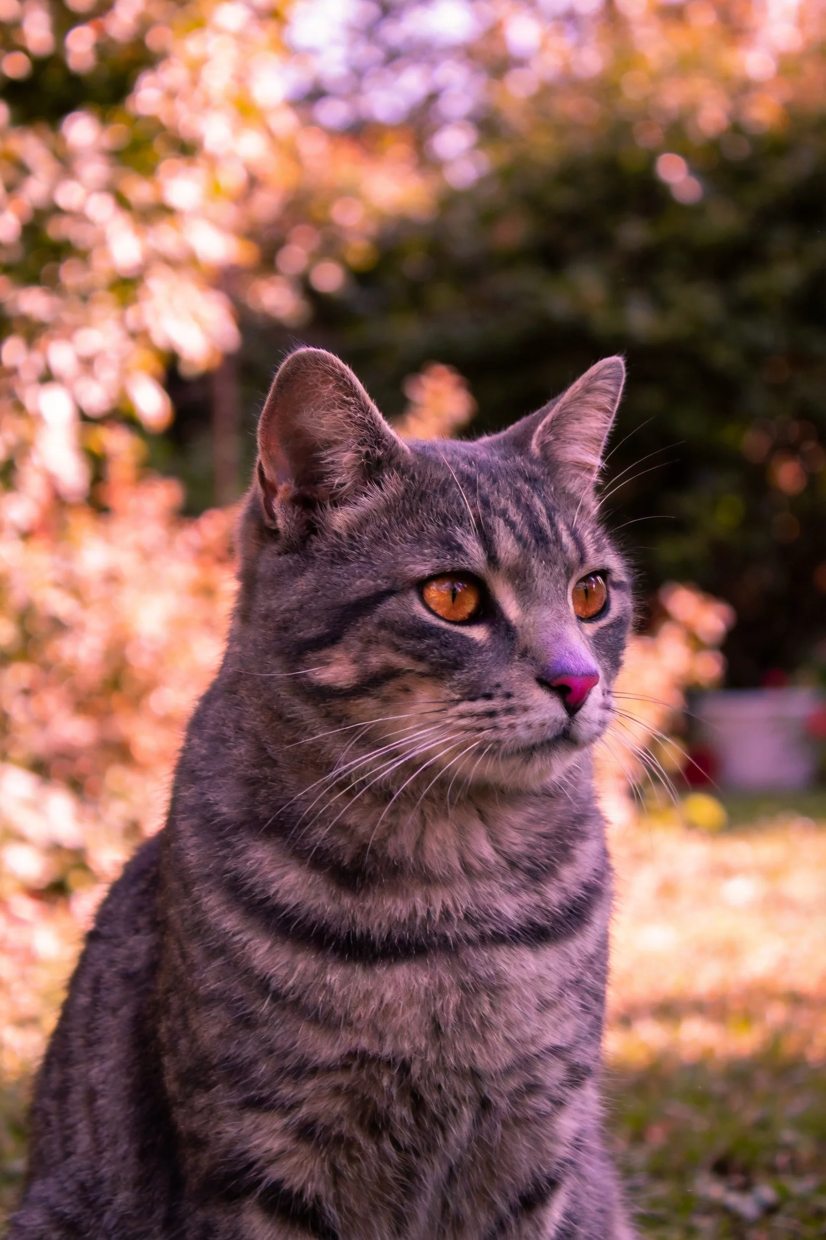 灰虎斑短毛猫有着清晰虎斑纹理与明亮的橙色眼睛,胡须柔软且富有弹性。