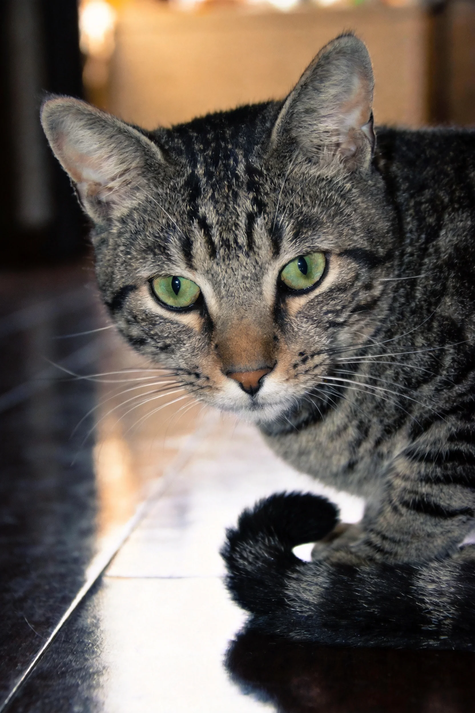 短毛虎斑猫有着绿色眼眸,皮毛上的条纹清晰可见,安静地趴在光滑表面上。