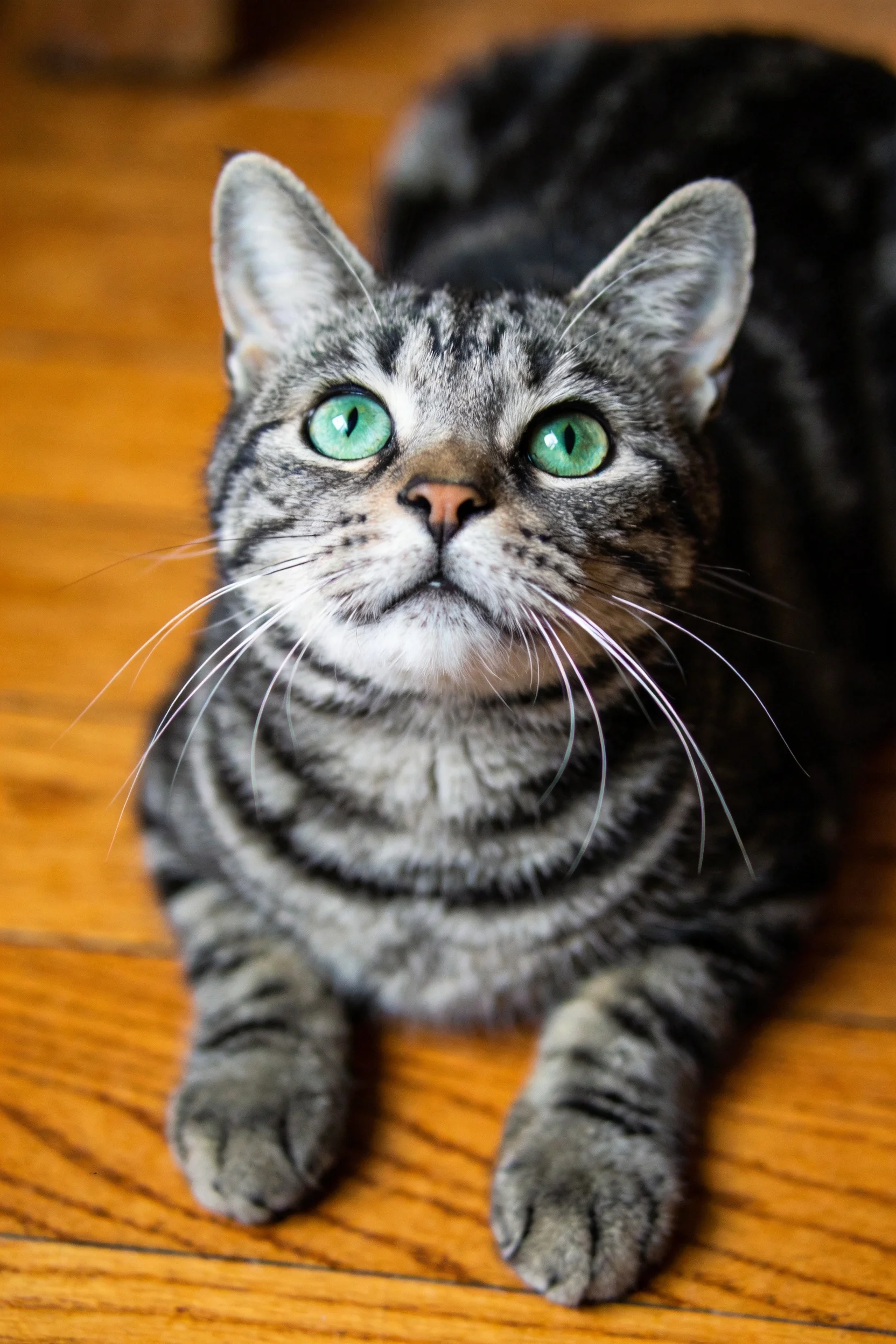 虎斑短毛猫有着明亮的绿色双眼，身体覆盖着清晰的灰色条纹图案。