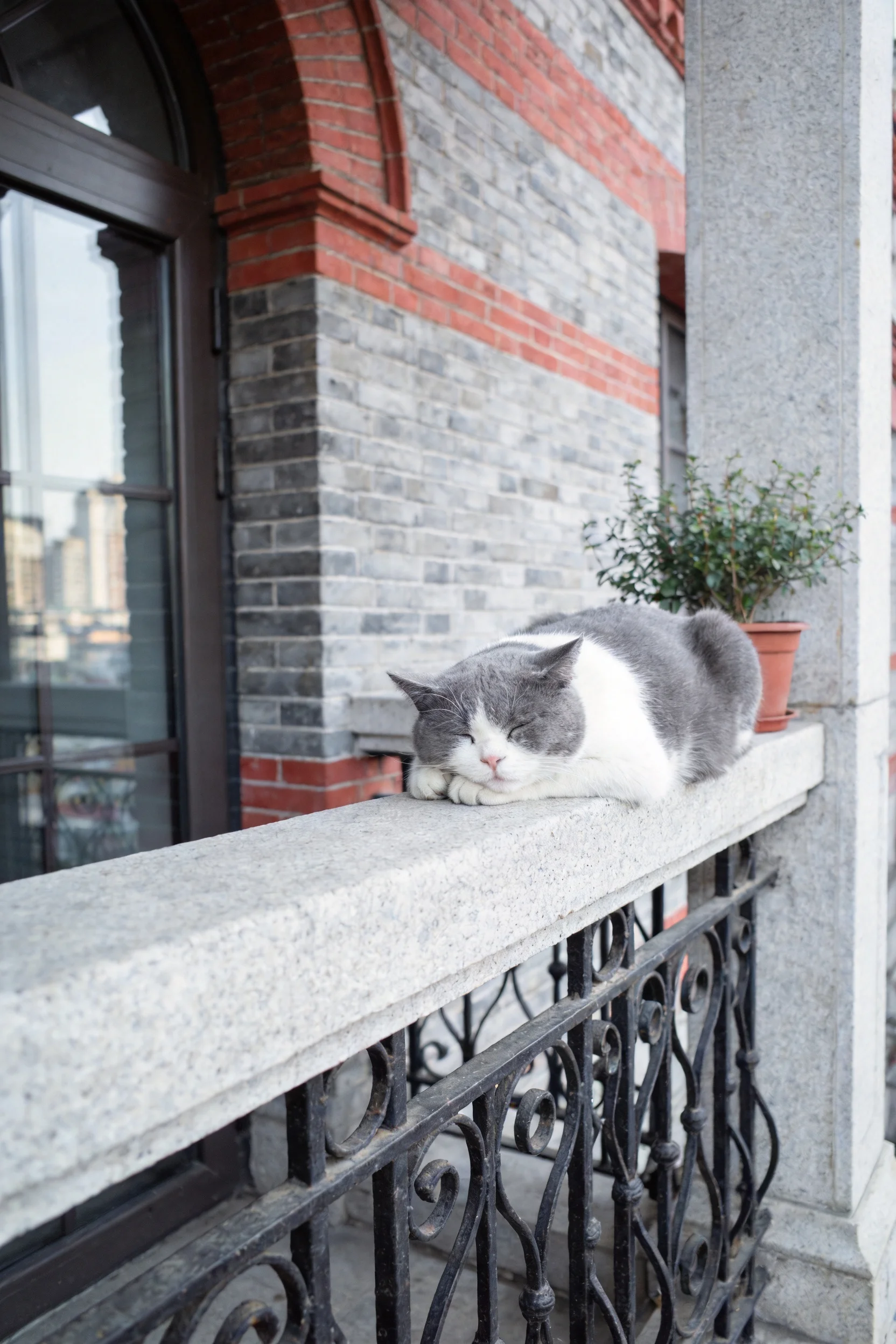 灰白相间短毛家猫趴在石栏杆上，灰白相间的被毛清晰可见。