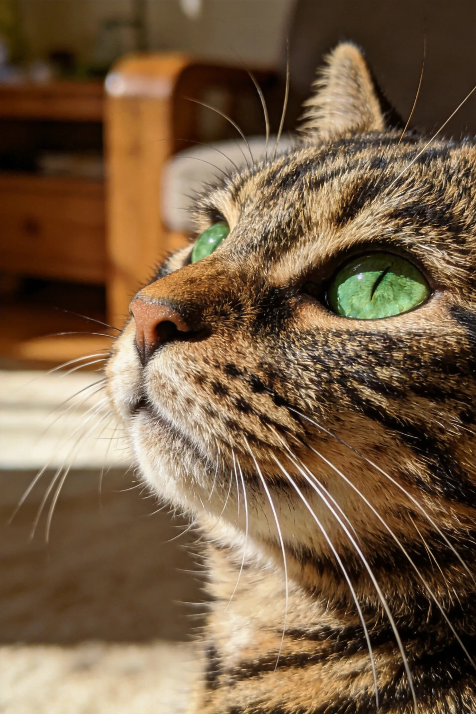 短毛虎斑猫拥有绿色眼眸,皮毛呈现典型虎斑纹理,胡须清晰可见。