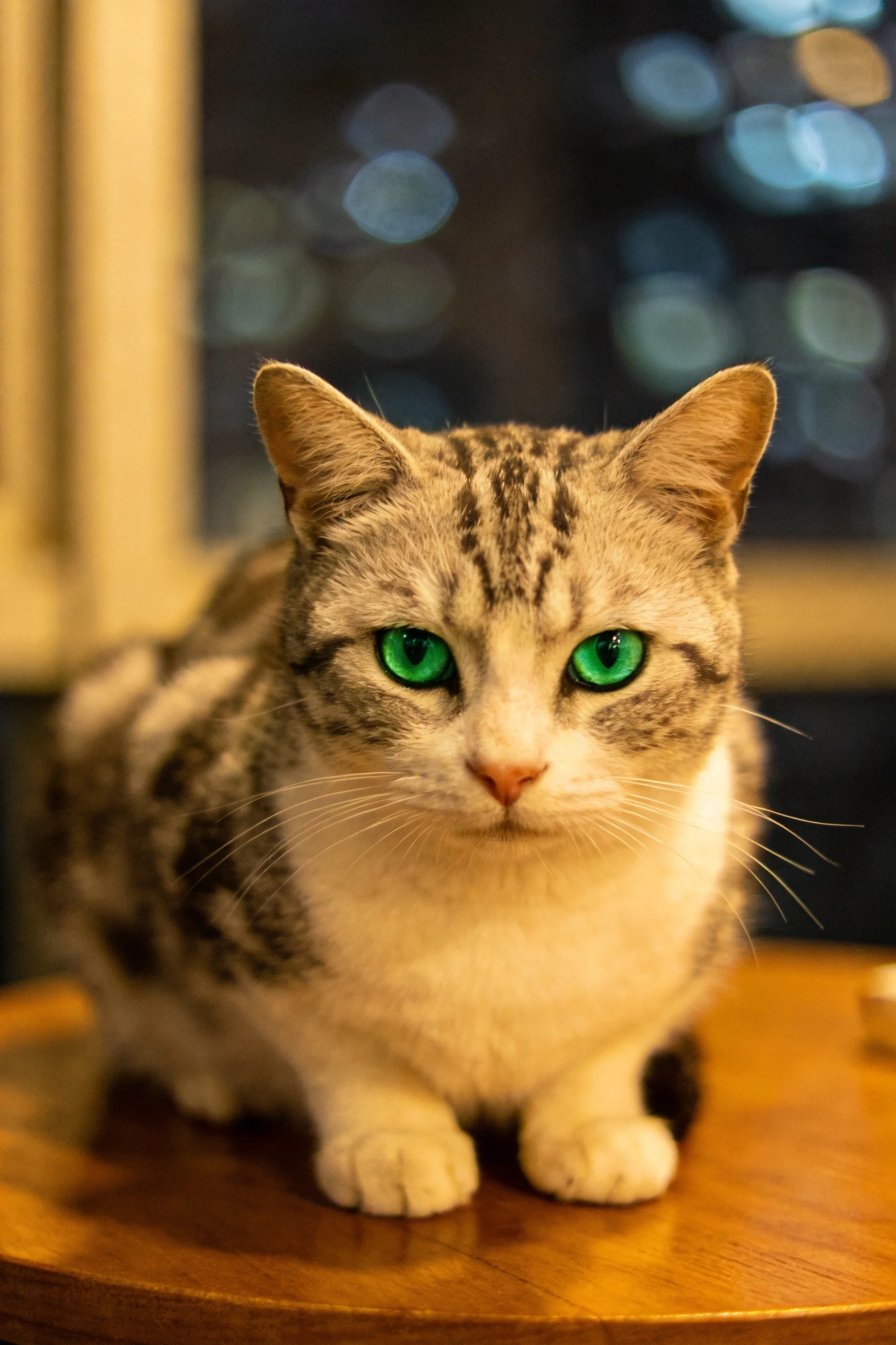 银纹短毛猫,绿色眼眸明亮,安静地坐在木质平台上,毛发柔软顺滑。