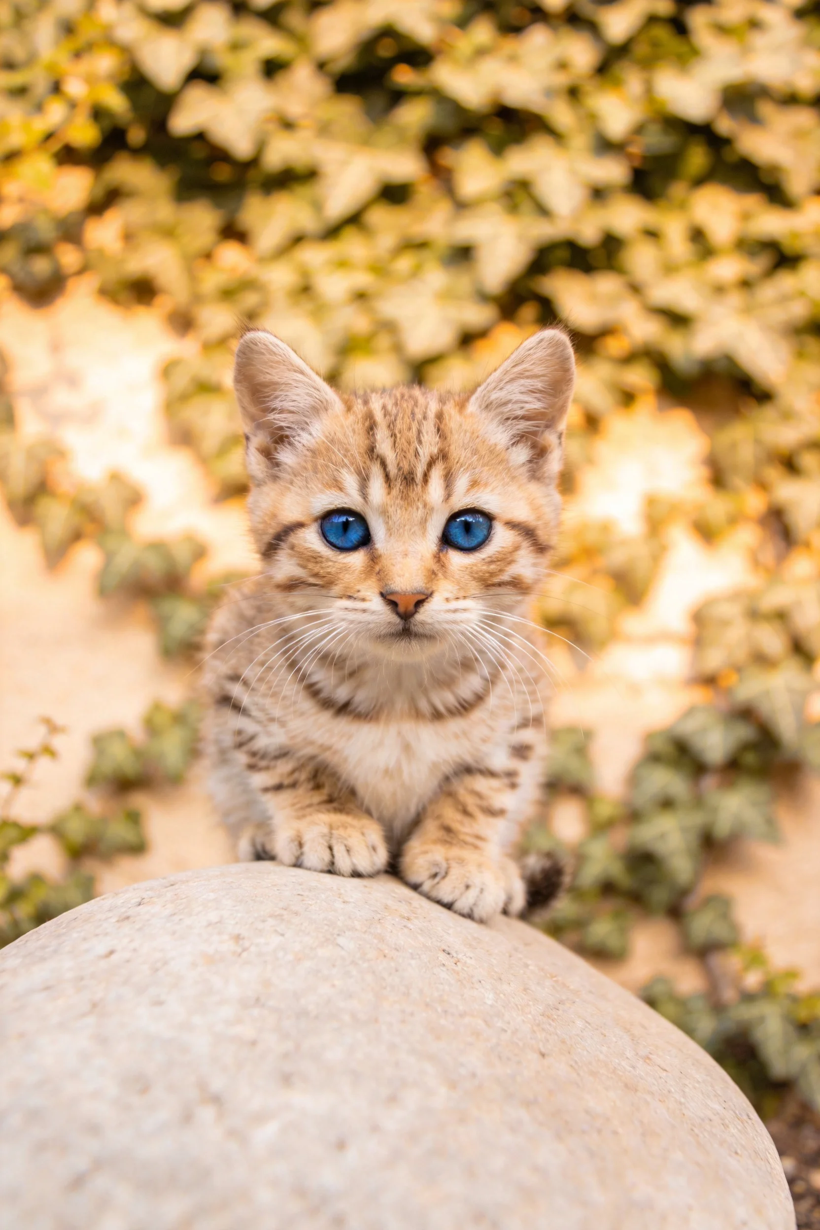 短毛野猫幼崽有着明亮的蓝色眼睛，趴在圆形石块上，周围是茂密的藤蔓植物。