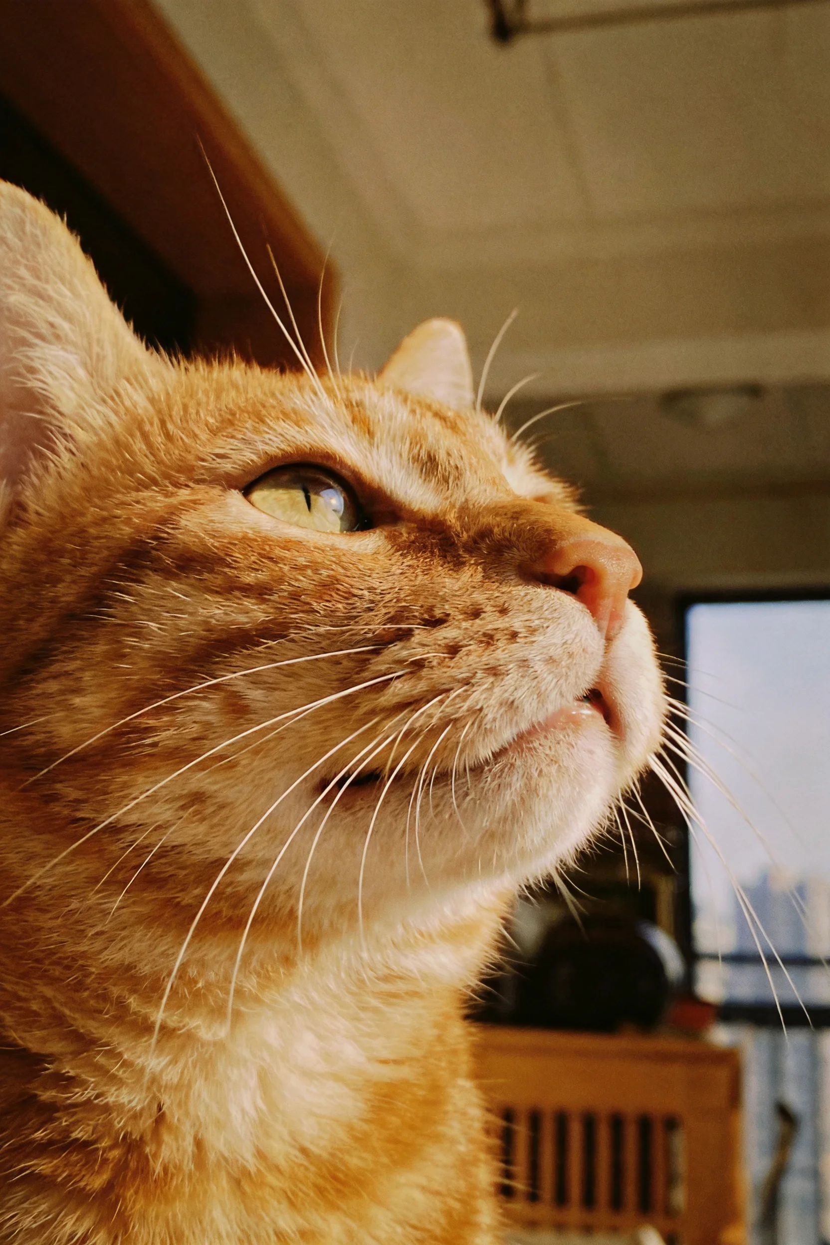 橘色短毛家猫,眼部明亮,暖橙色带斑纹的被毛,胡须清晰可见。