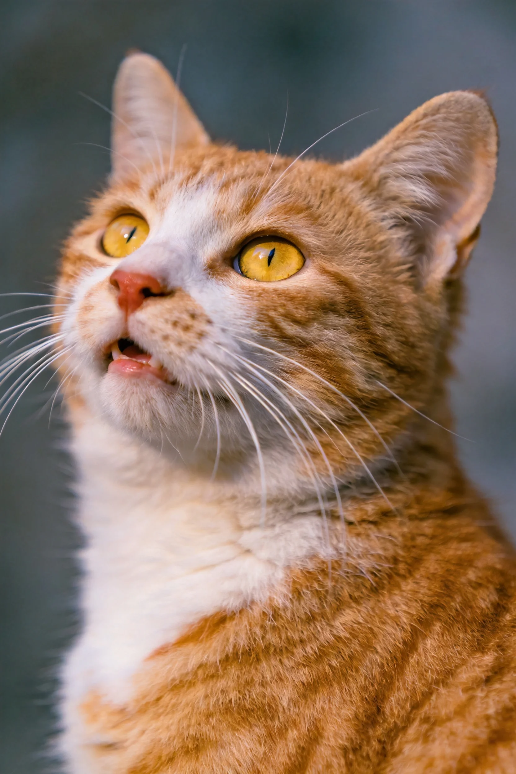 橙白相间短毛猫,黄色眼睛明亮,面部有清晰的胡须分布。