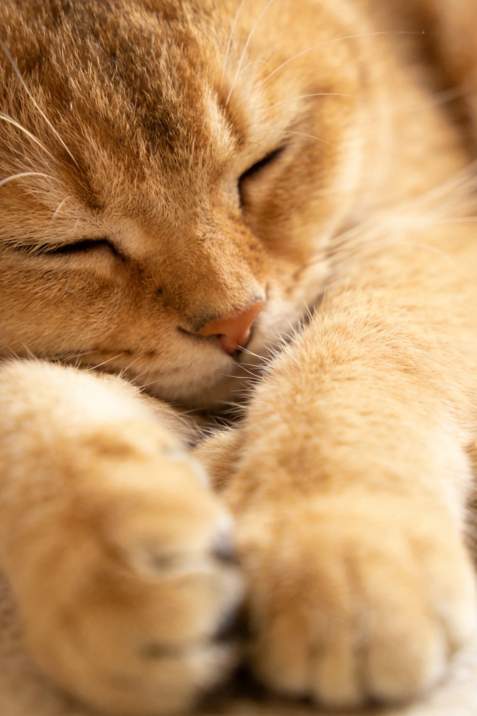 橘色短毛家猫双眼闭合安静睡眠,暖色调皮毛柔软顺滑。