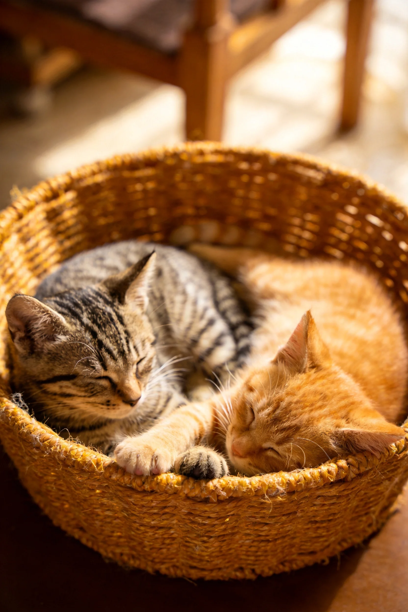 灰色条纹短毛家猫与橘色短毛家猫依偎在藤编篮中，橘猫前爪搭在篮沿处。