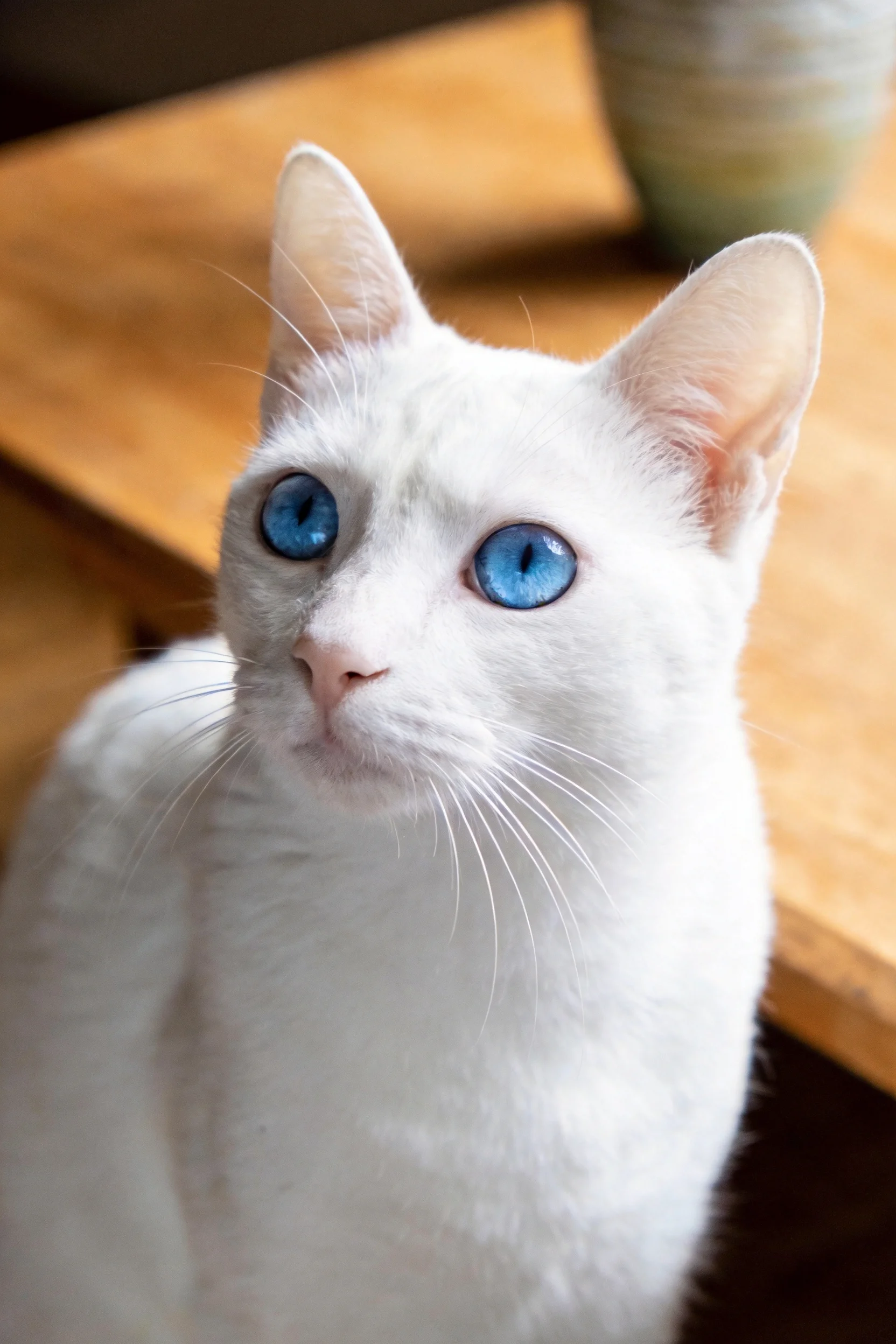 一只蓝眼睛的白布偶猫,有着蓬松柔软的被毛,安静地坐在室内木质平台上。
