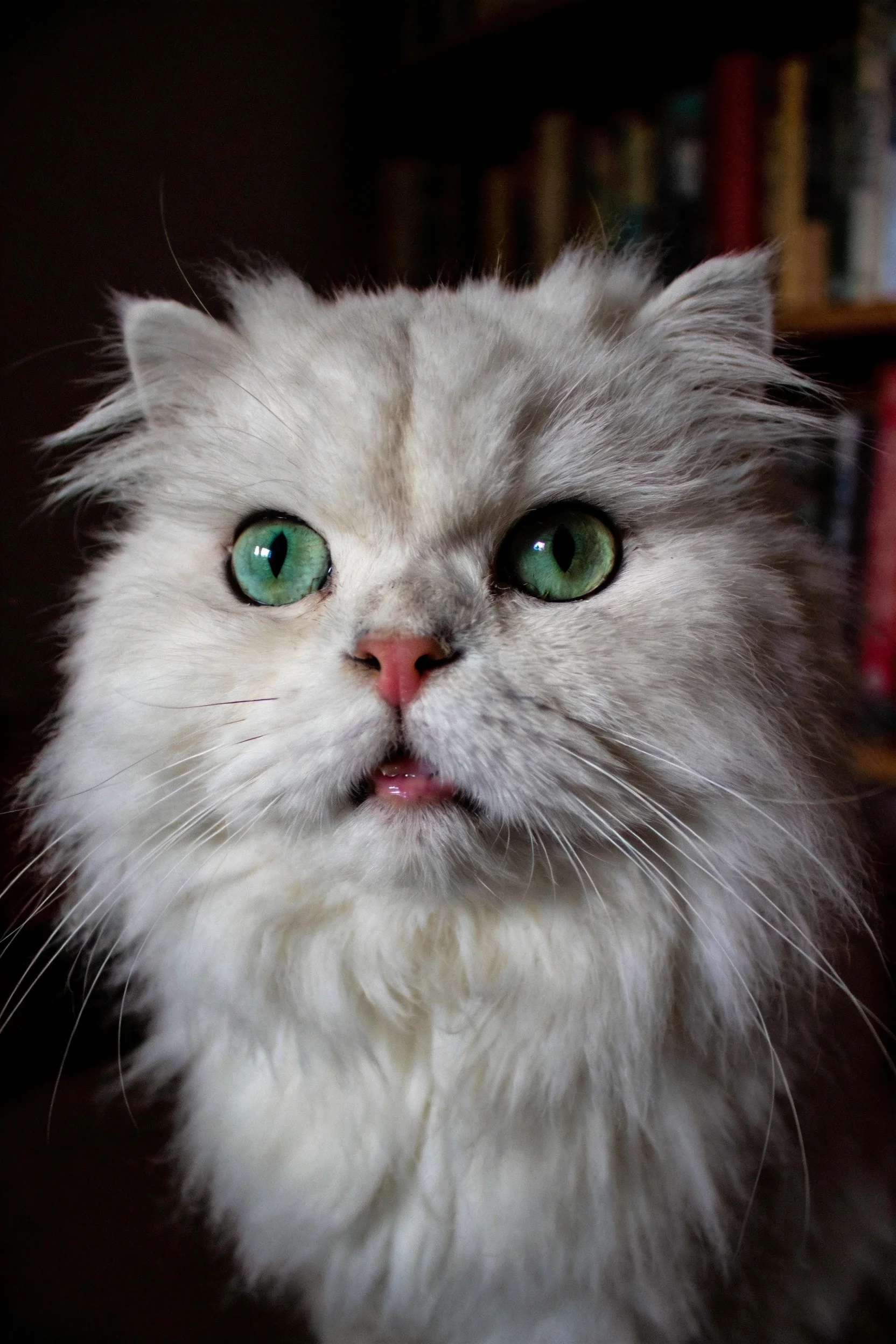 银渐层波斯猫有着大而明亮的绿色眼睛和蓬松洁白的毛发。