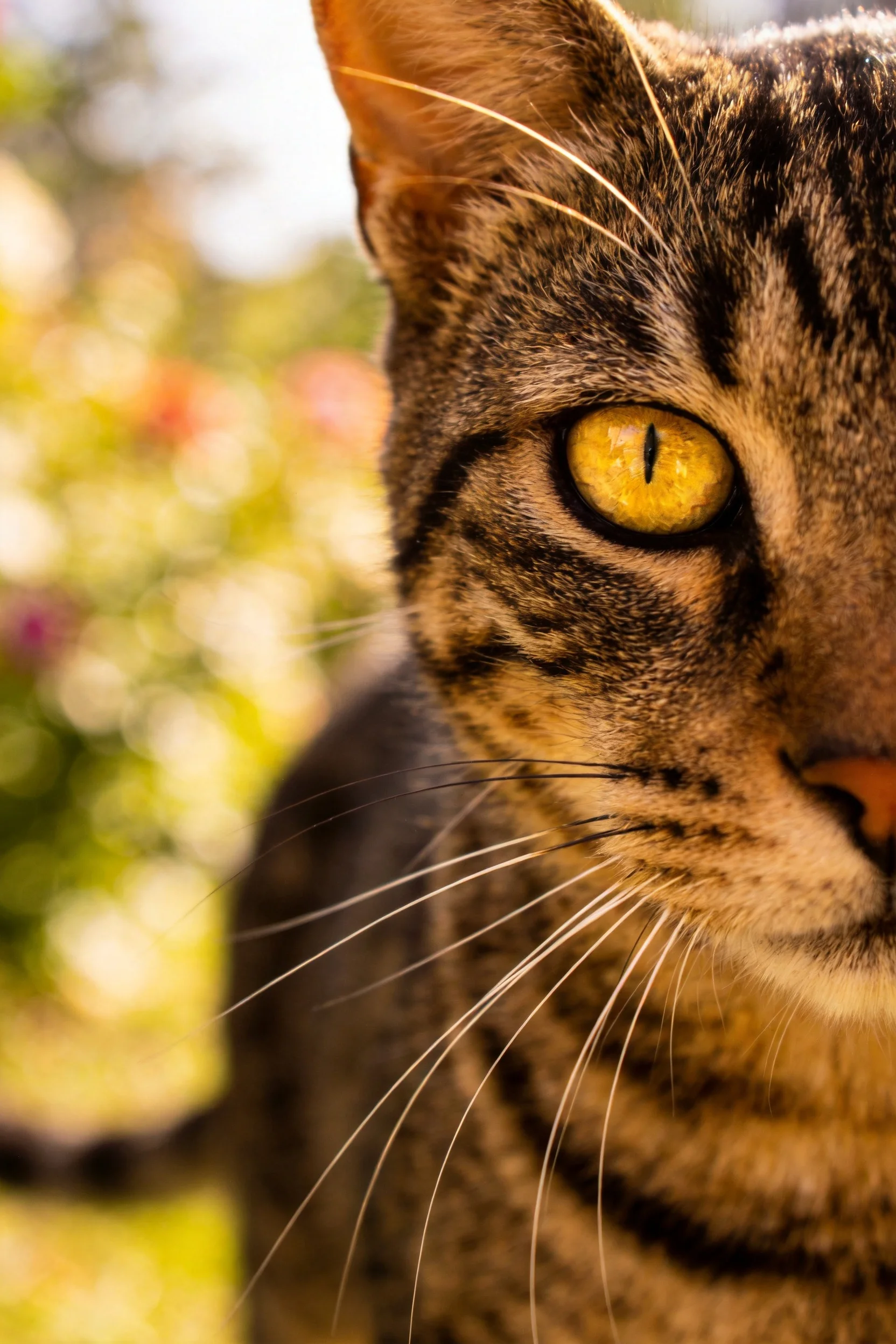 一只虎斑猫,金黄色眼睛明亮有神,面部毛发带有典型虎纹斑纹。