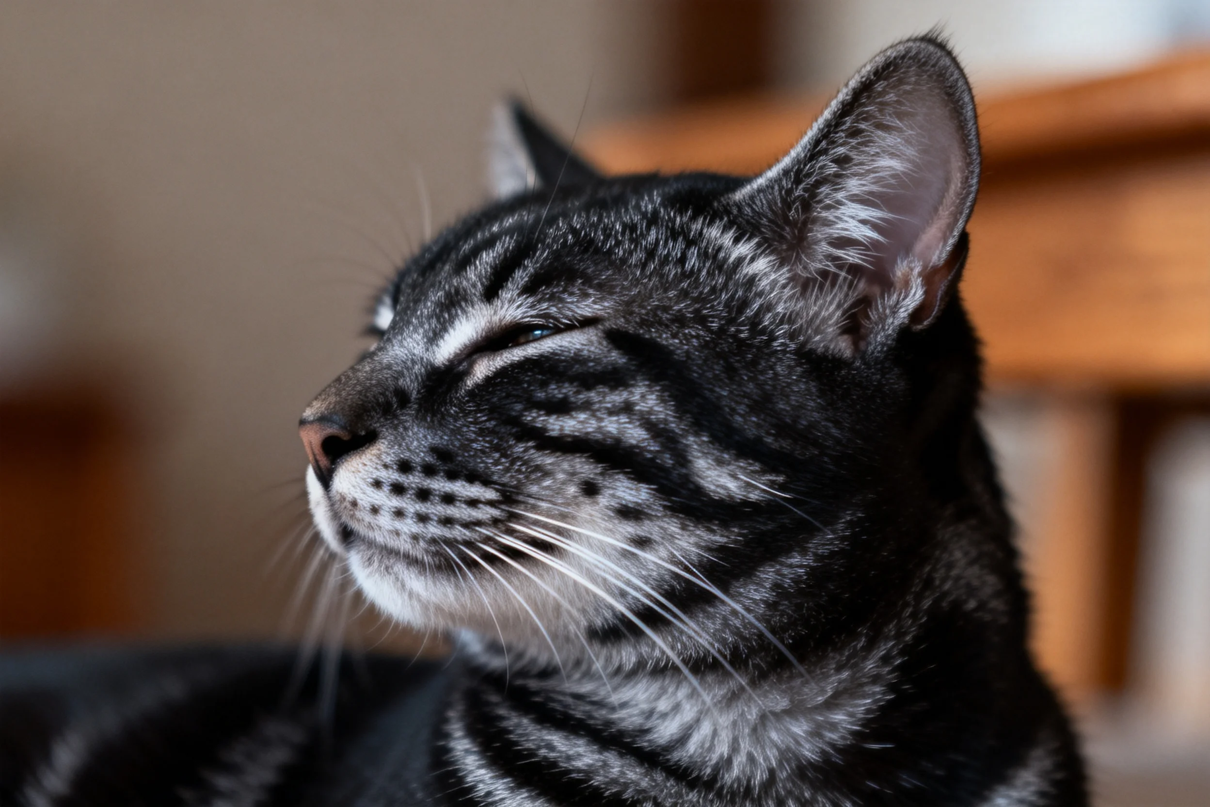短毛虎斑猫半睁双眼凝视远方,黑灰相间的条纹毛发及修长的胡须清晰可见。