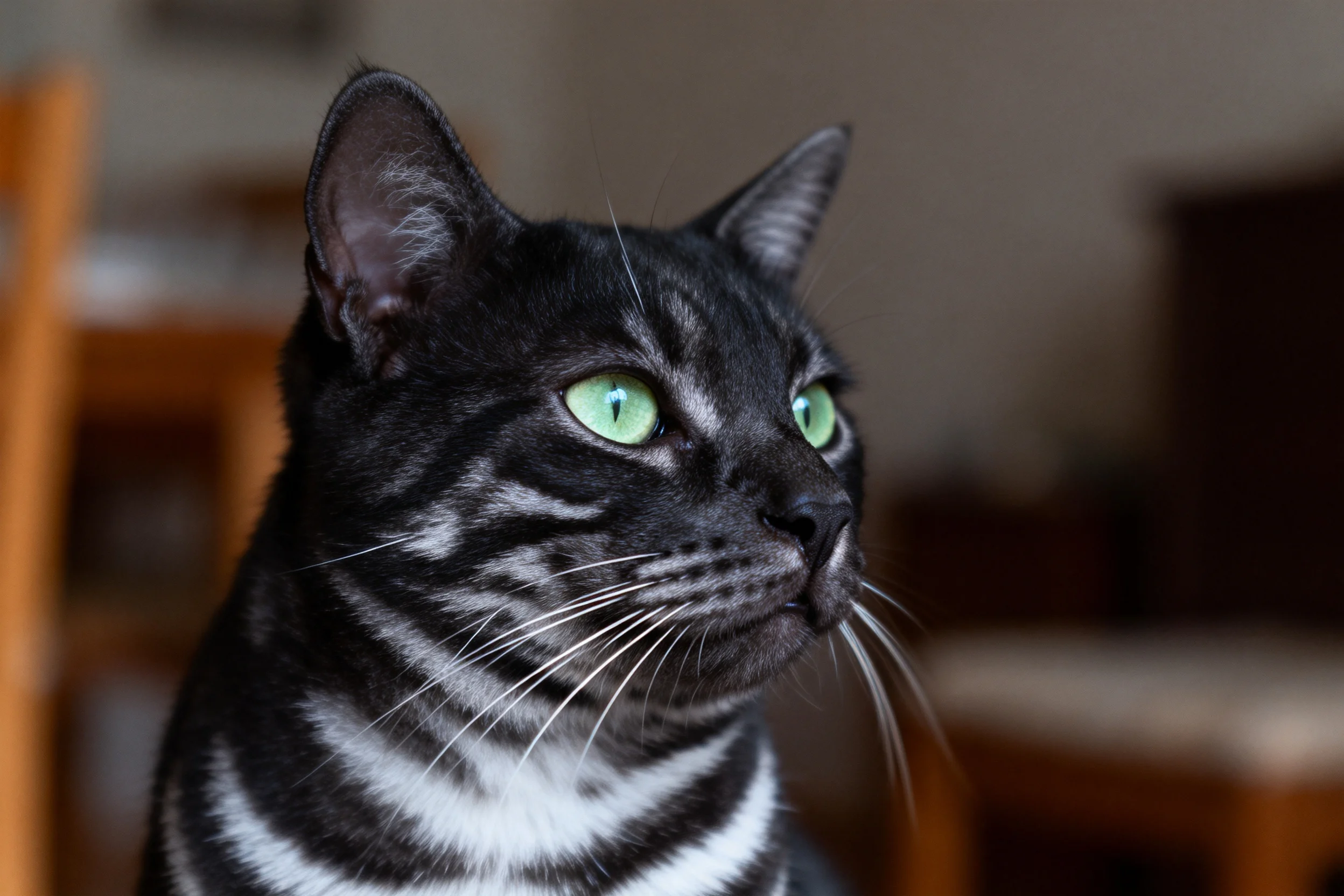 一只绿瞳虎斑短毛猫，毛发带有明显虎斑花纹，胡须修长，正安静凝视。