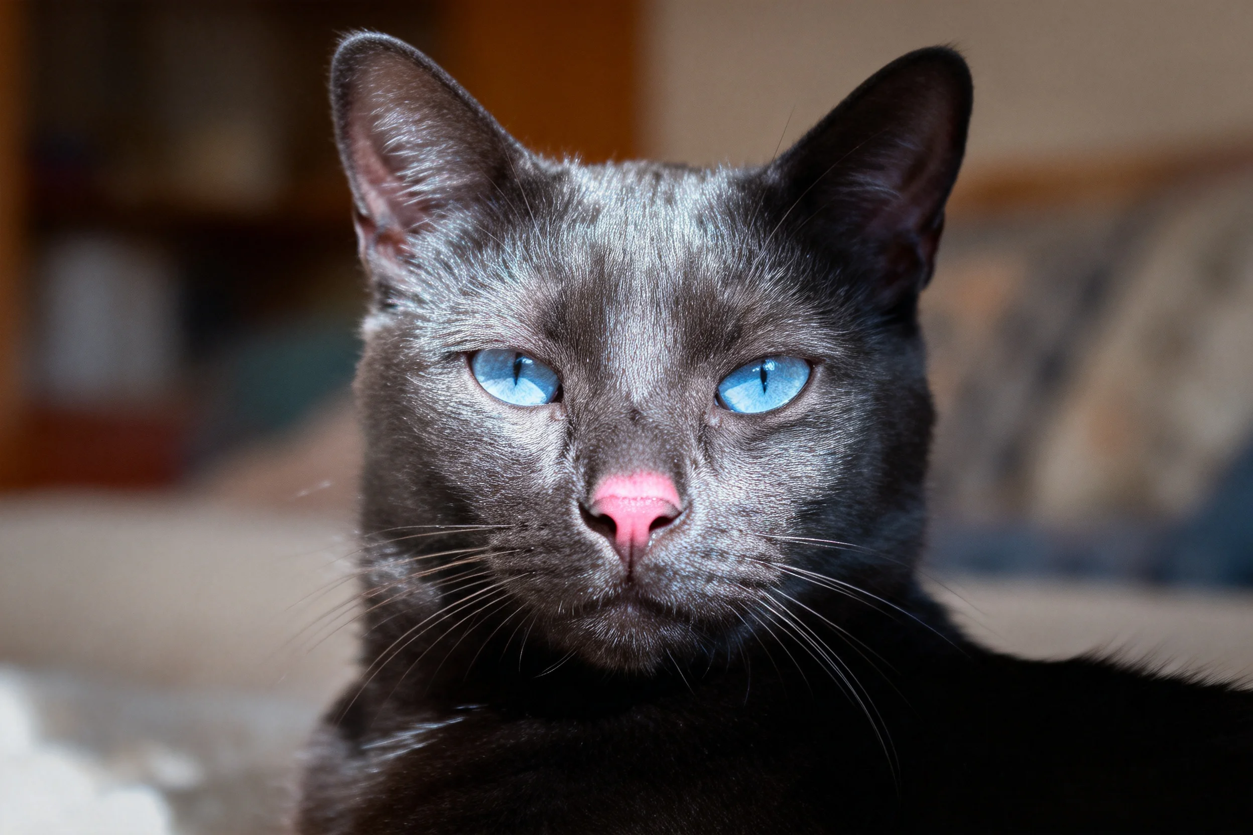 一只灰短毛猫正安静地凝视着镜头,它有着蓝色的眼睛和光滑的灰色皮毛。
