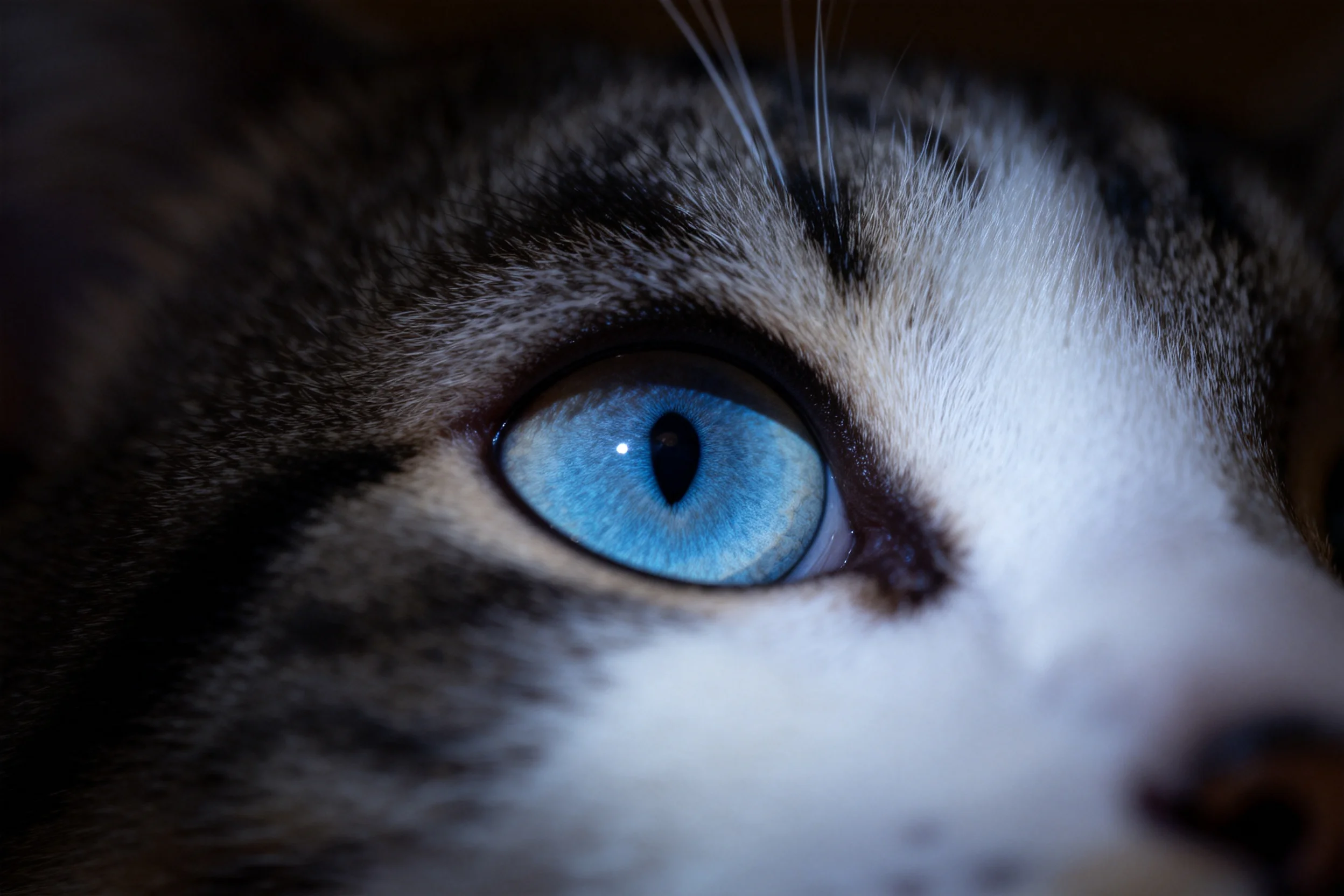 蓝眼睛短毛猫有着清澈的蓝色瞳孔,眼部周围毛发短而柔软。