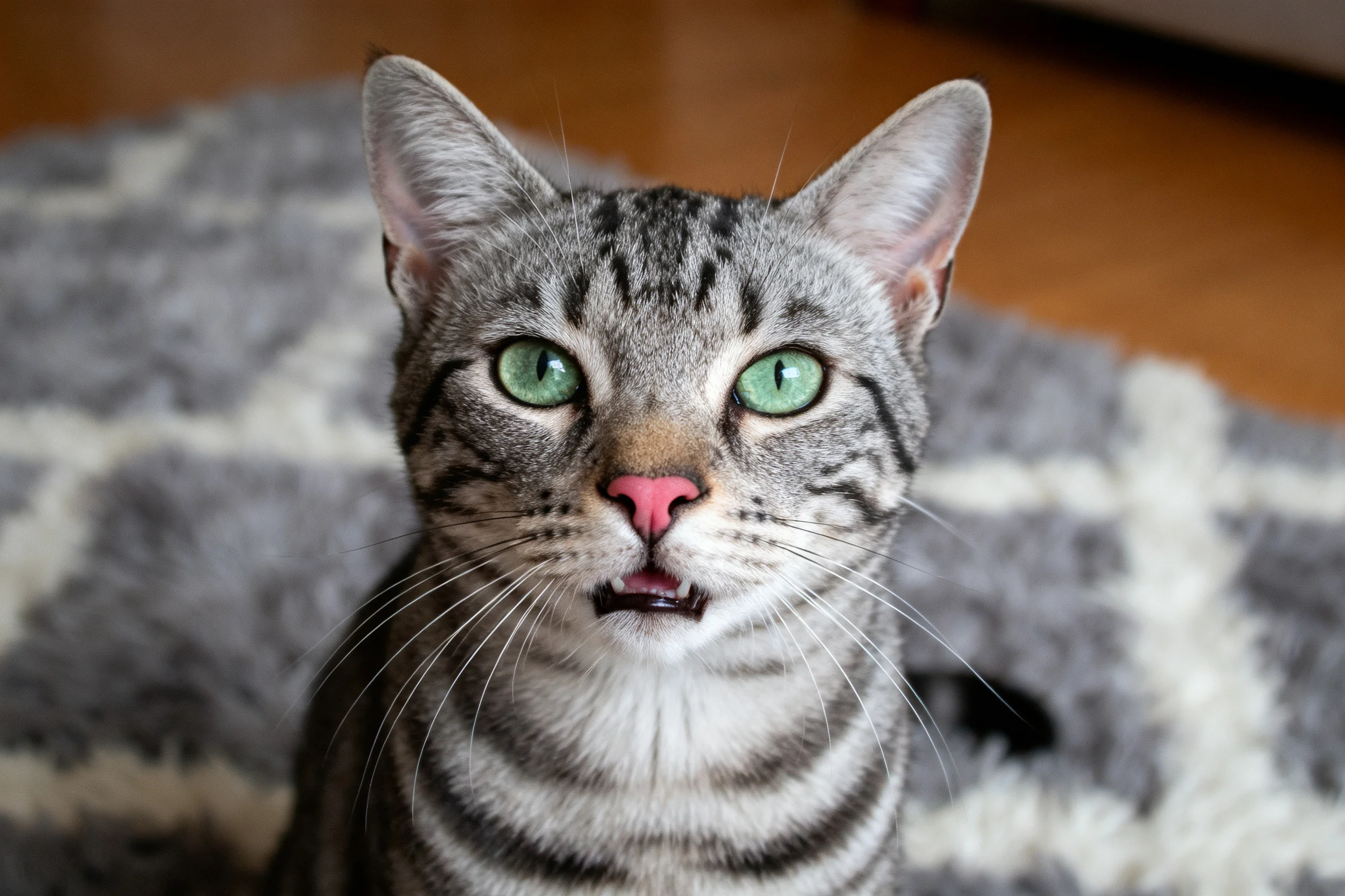 短毛虎斑猫拥有绿色眼睛和典型虎斑纹路特征,粉色鼻头清晰呈现。