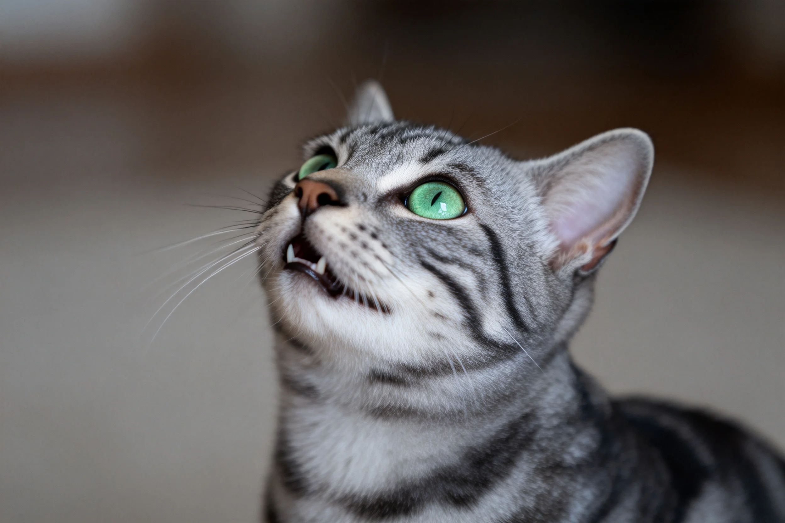 银虎斑短毛猫仰视时露出牙齿,绿色眼眸明亮,鼻尖呈肉粉色。