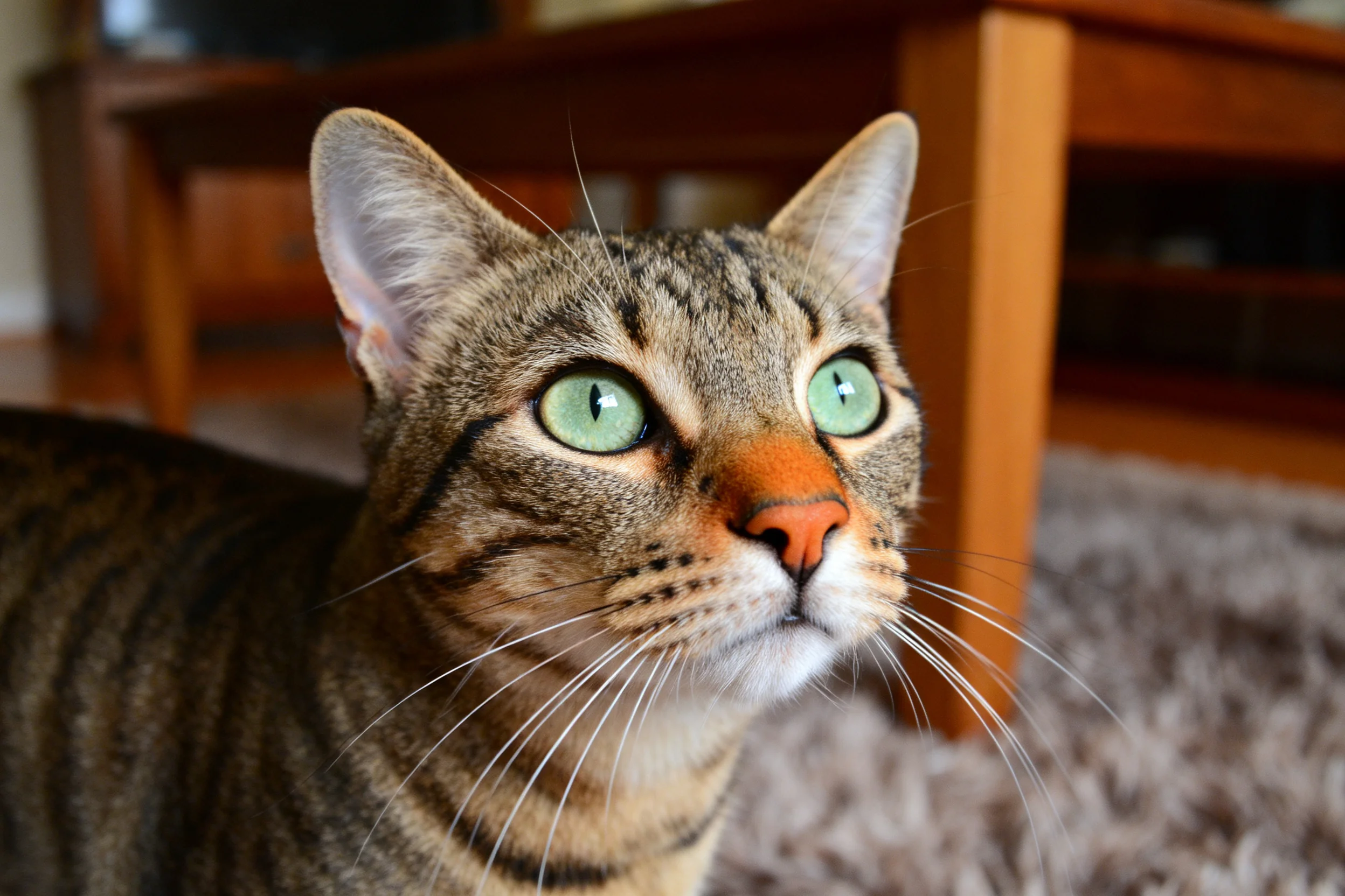 一只虎斑短毛猫,拥有明亮的绿色眼睛和清晰的虎斑纹理皮毛。
