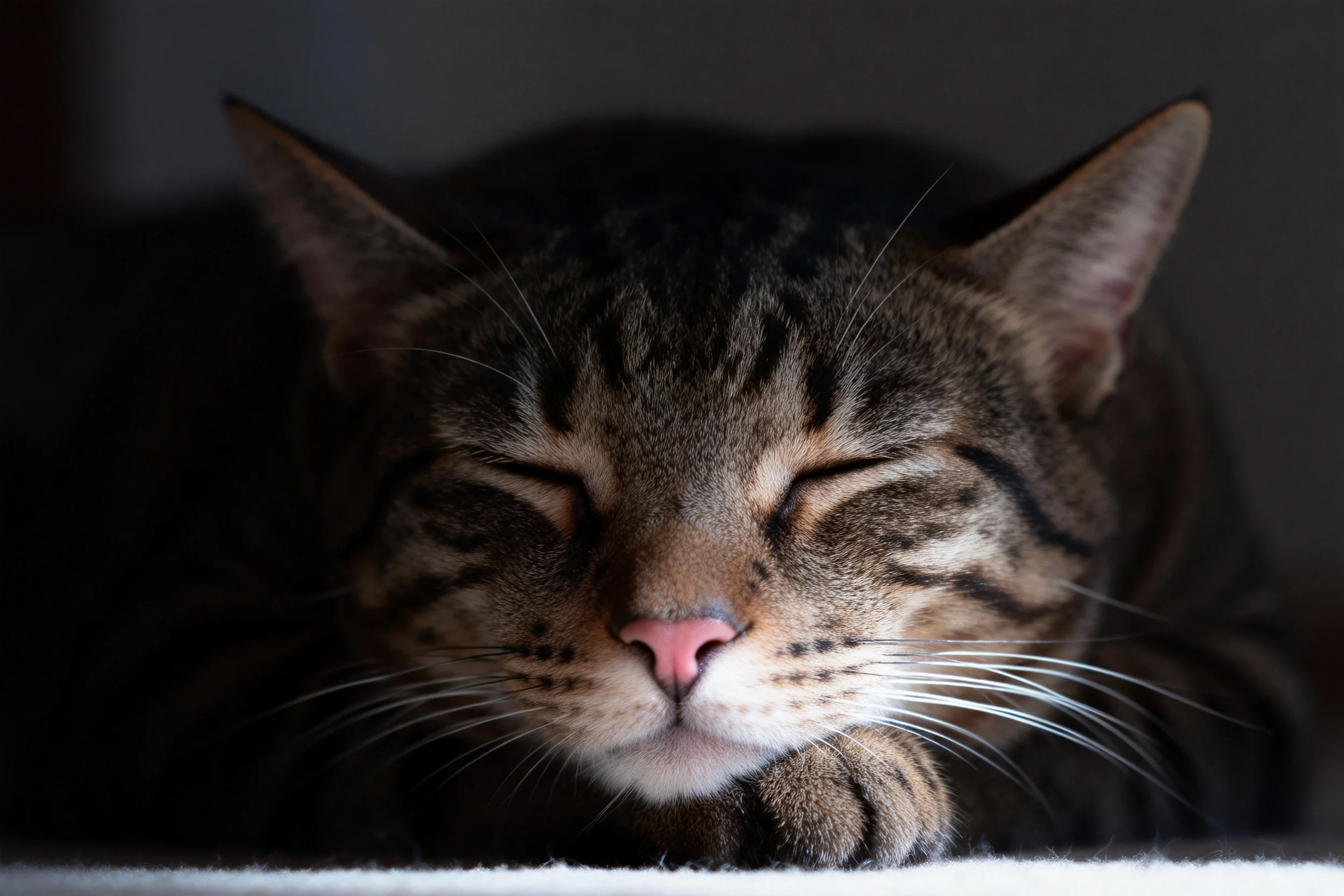短毛虎斑猫闭着双眼,粉色的鼻尖与带有深色条纹的浅棕色毛发形成对比,胡须伸展。