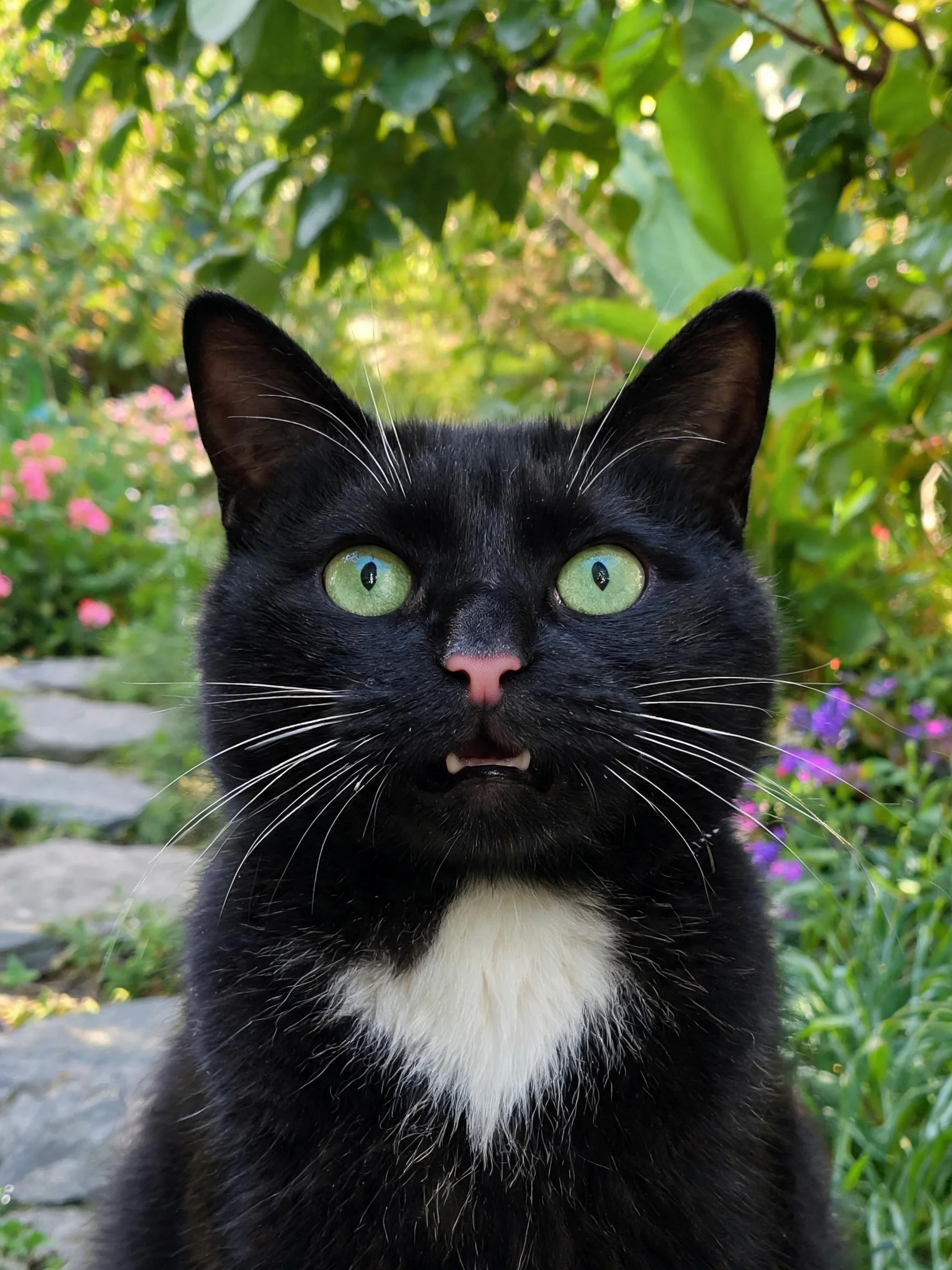 黑白花短毛家猫拥有翠绿色眼睛,胸部有白色斑纹,胡须清晰可见。