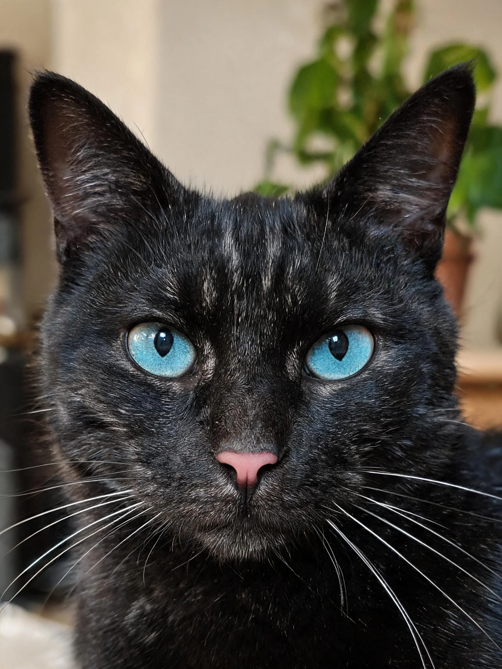 蓝眼睛短毛猫,有着清澈的蓝色瞳孔,黑色的毛发顺滑有光泽。