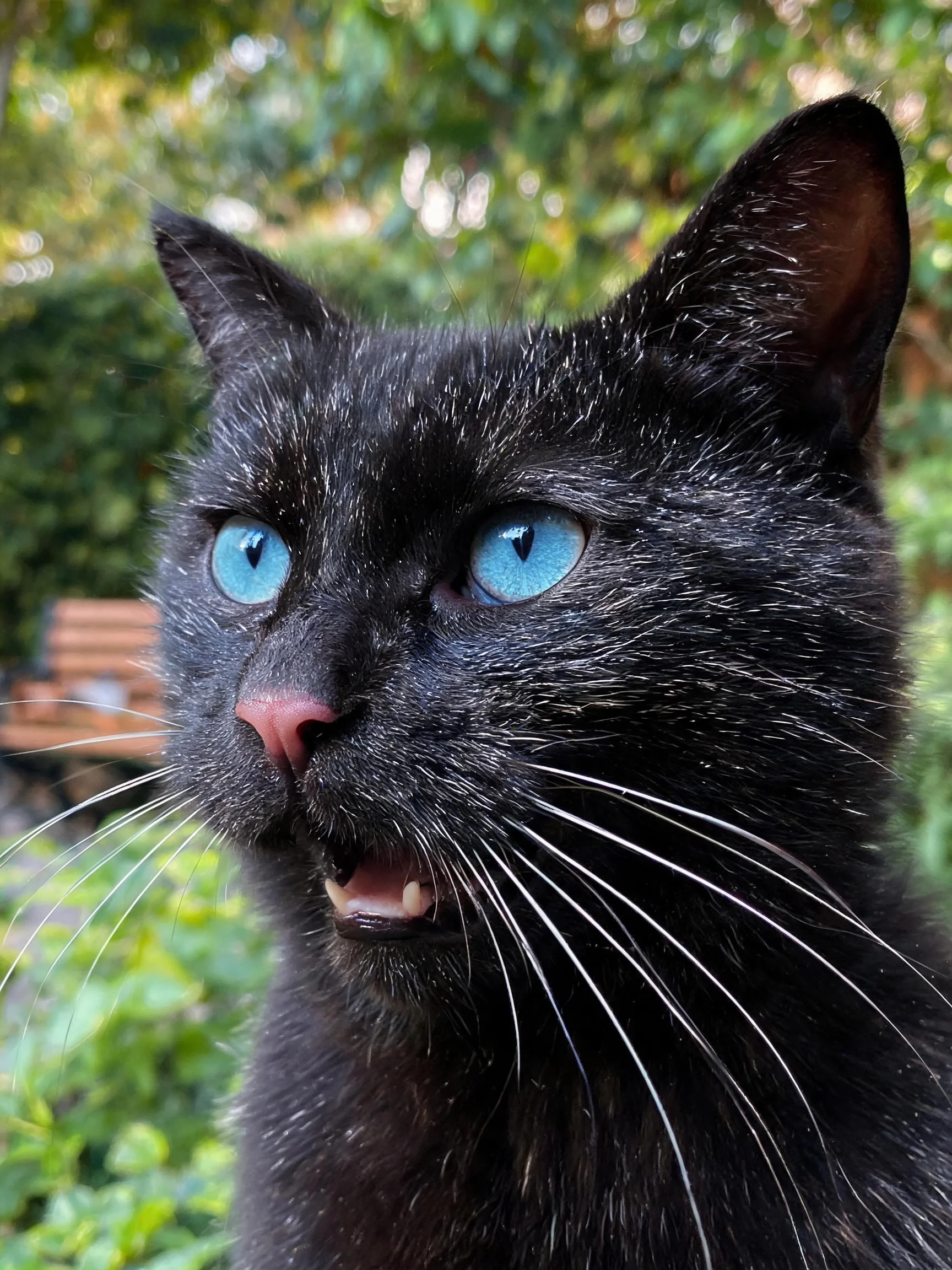 蓝眼黑猫拥有乌黑顺滑的被毛与澄澈的蓝色眼睛，在园林环境中呈现出专注的神态。