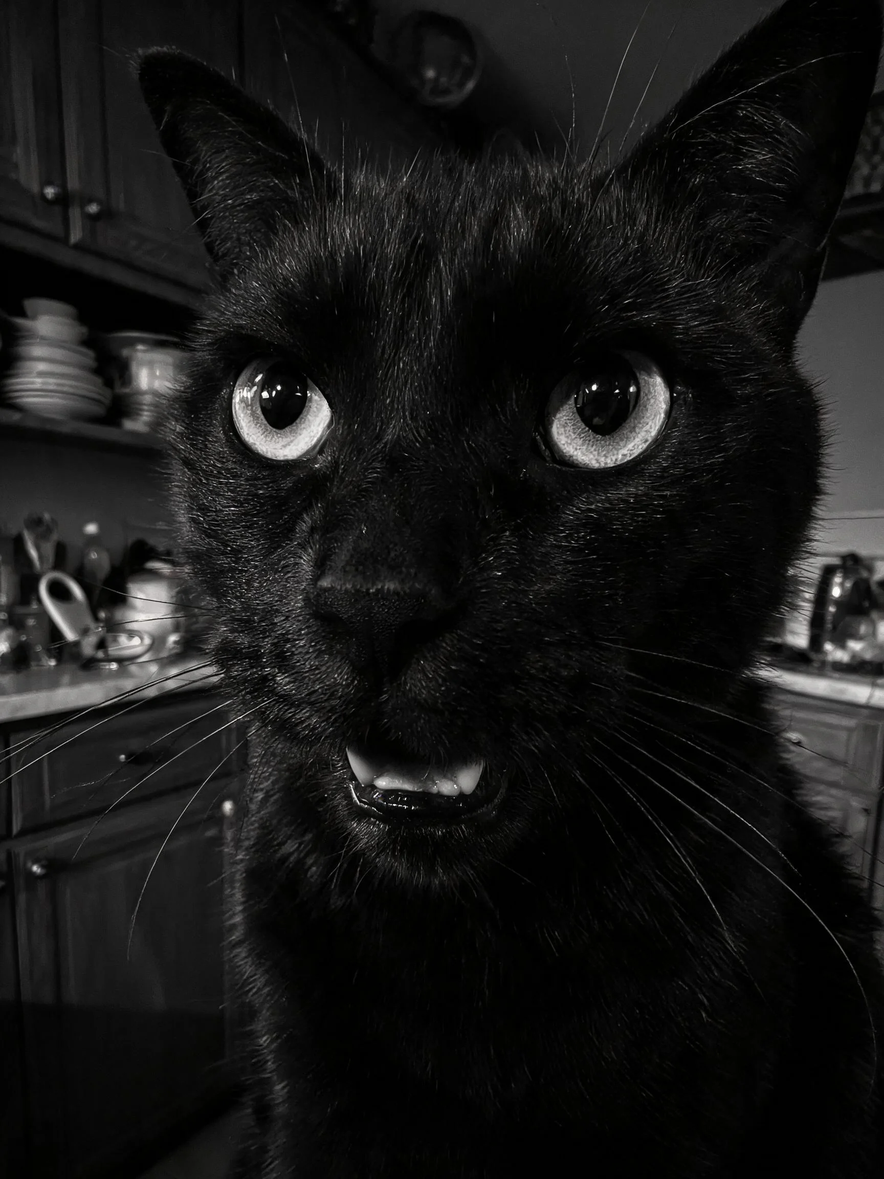 黑色短毛猫有着大而明亮的蓝色眼睛,眼部周围的毛发短而整齐,胡须清晰可见。