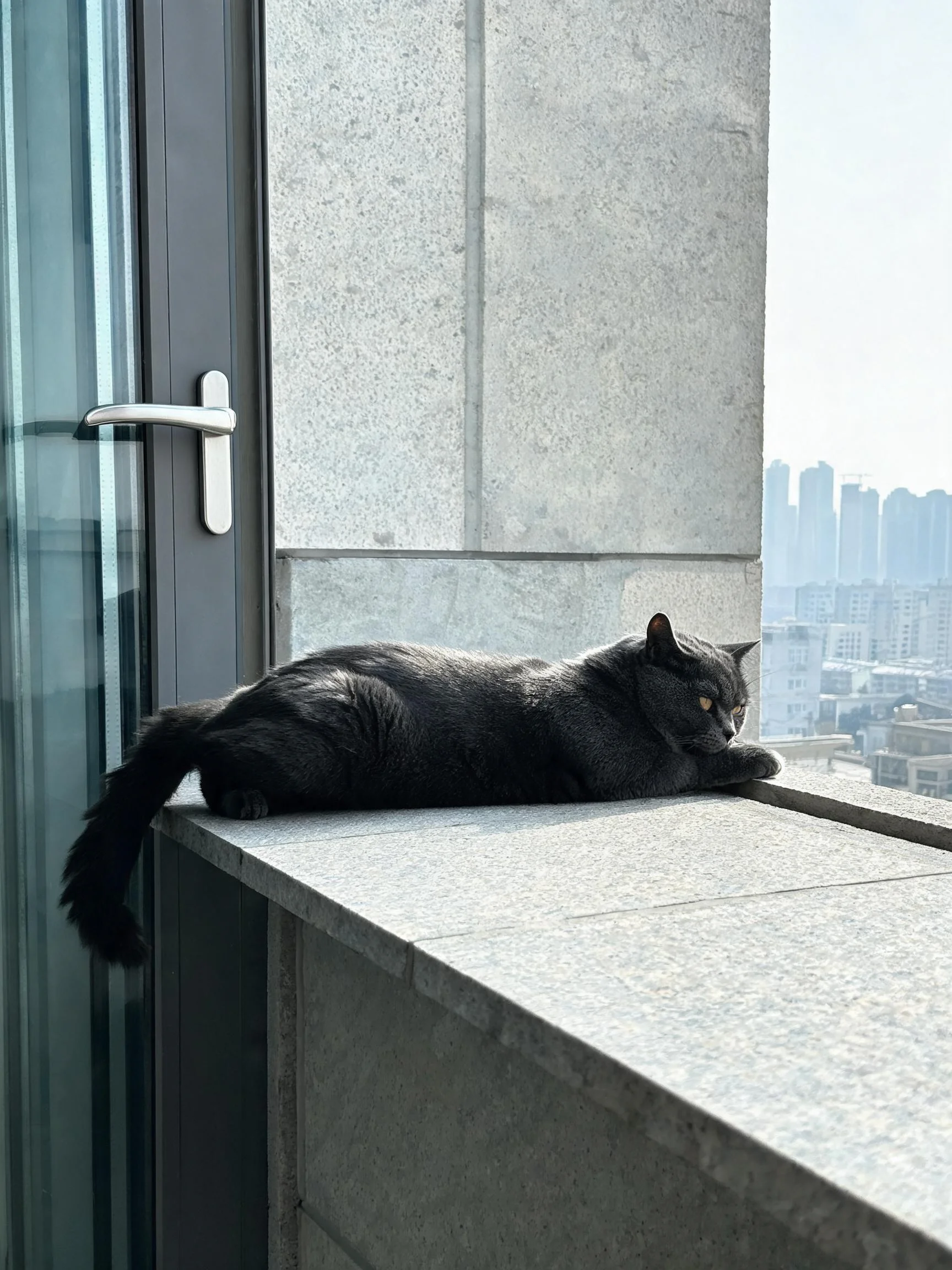 黑英国短毛猫趴在石质窗台上,黄色眼睛注视远方,厚实黑色被毛清晰可见。
