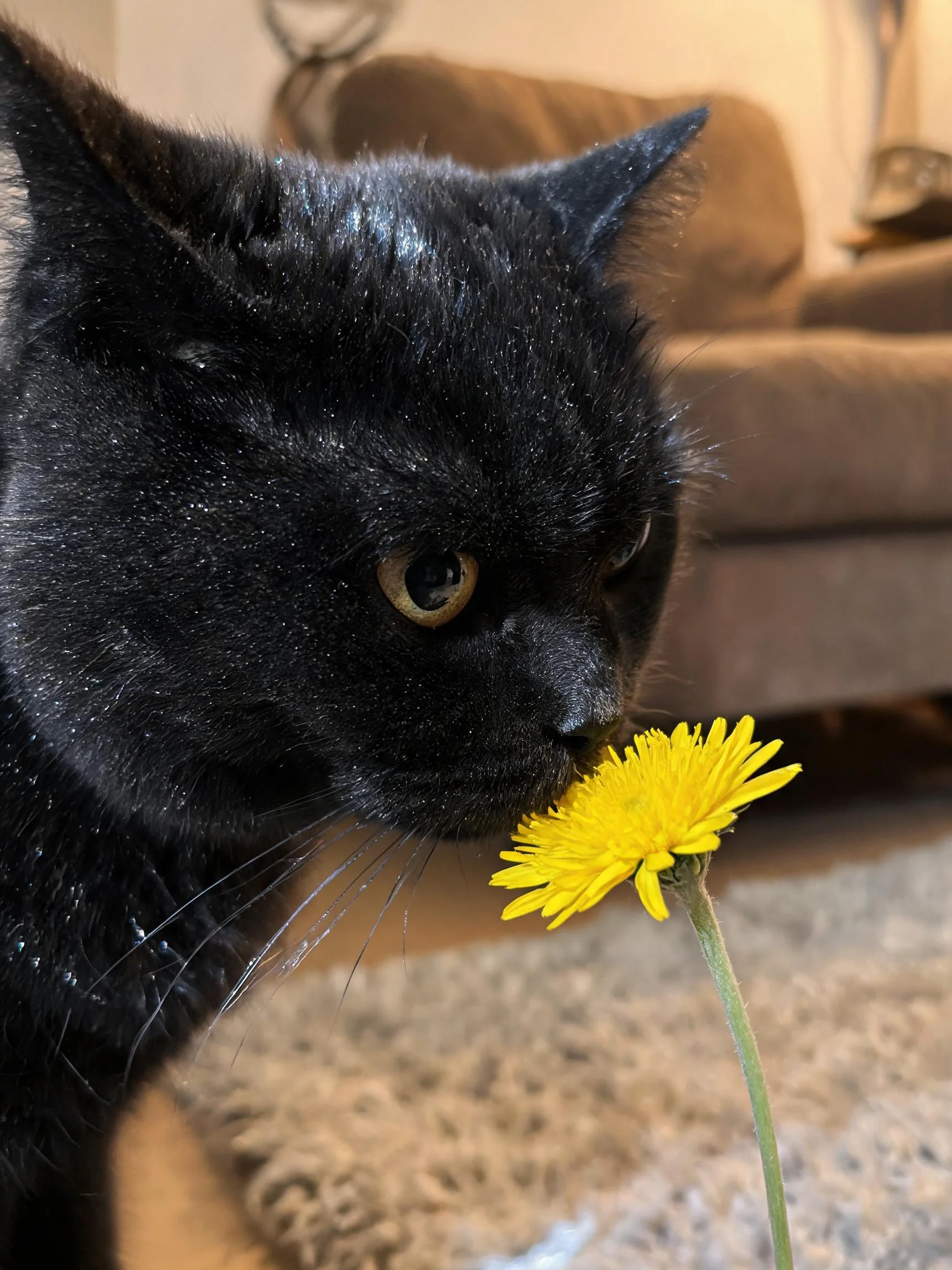 短毛黑猫将鼻子靠近黄色小花,黑色的被毛在光线照射下显得光滑,猫咪的胡须清晰可见。