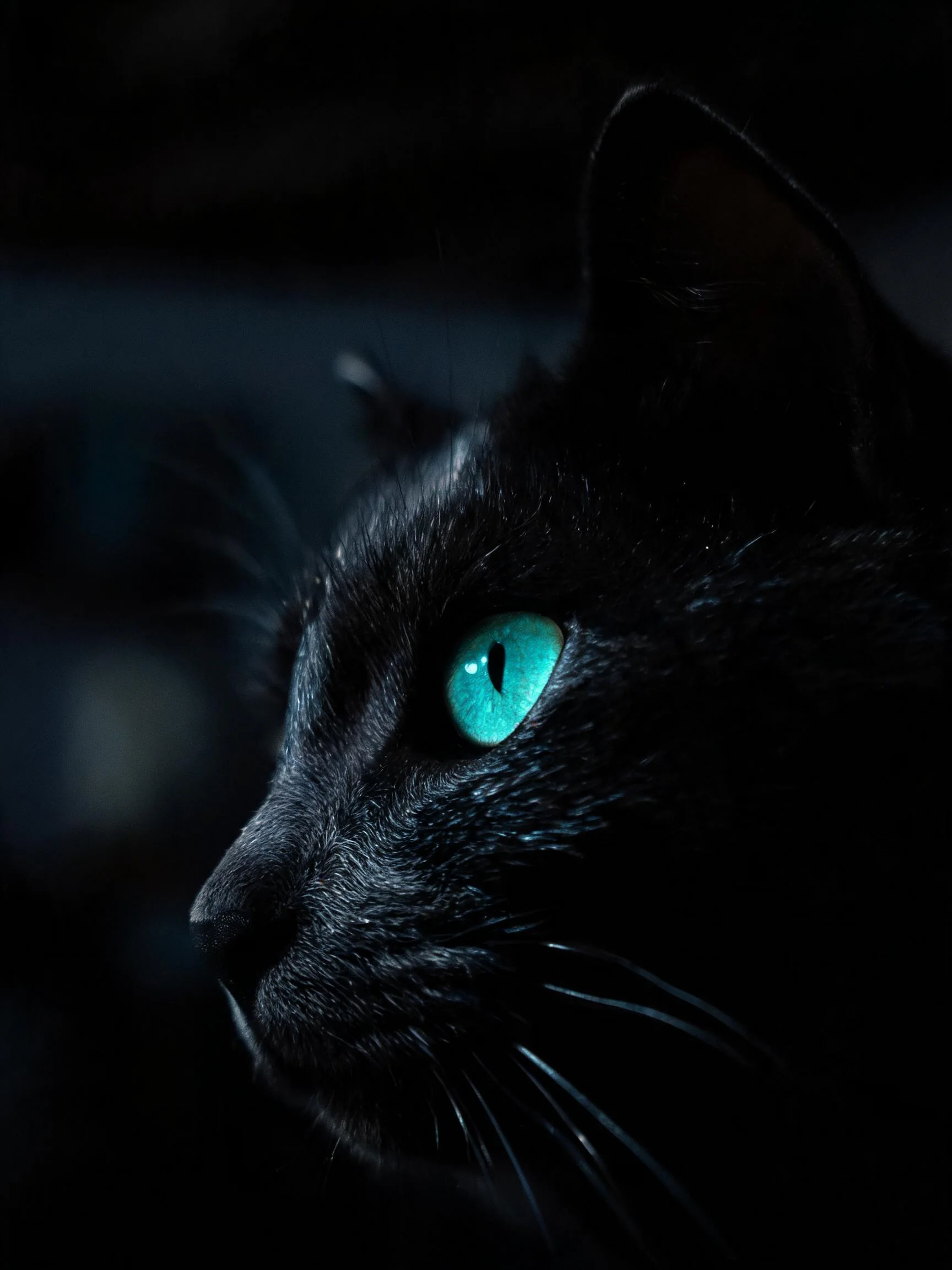 短毛黑猫有着黑色皮毛和发光的绿色眼睛,眼神专注看向远方。